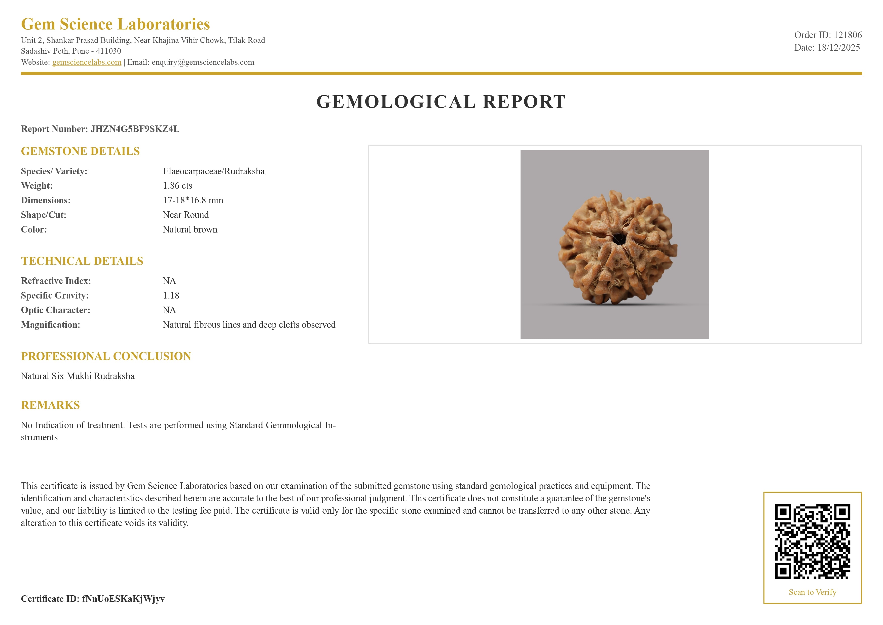 6 Mukhi Rudraksha