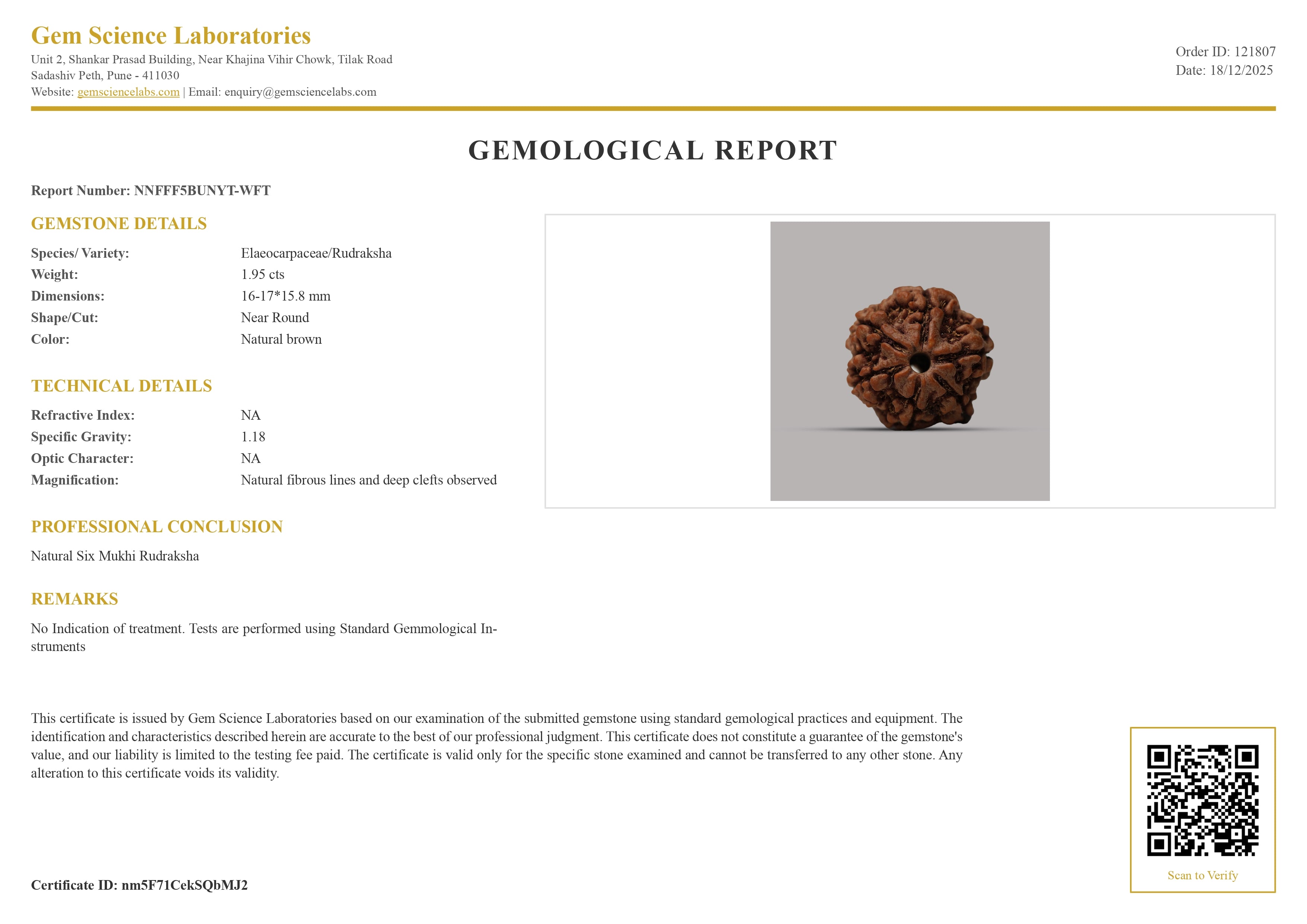 6 Mukhi Rudraksha