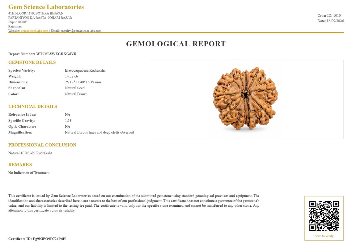 10 Mukhi Rudraksha (Nepali)