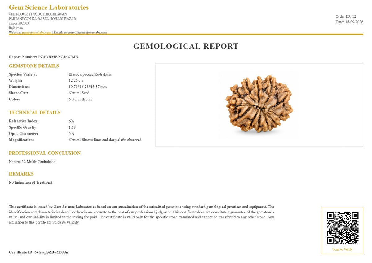 12 Mukhi Rudraksha