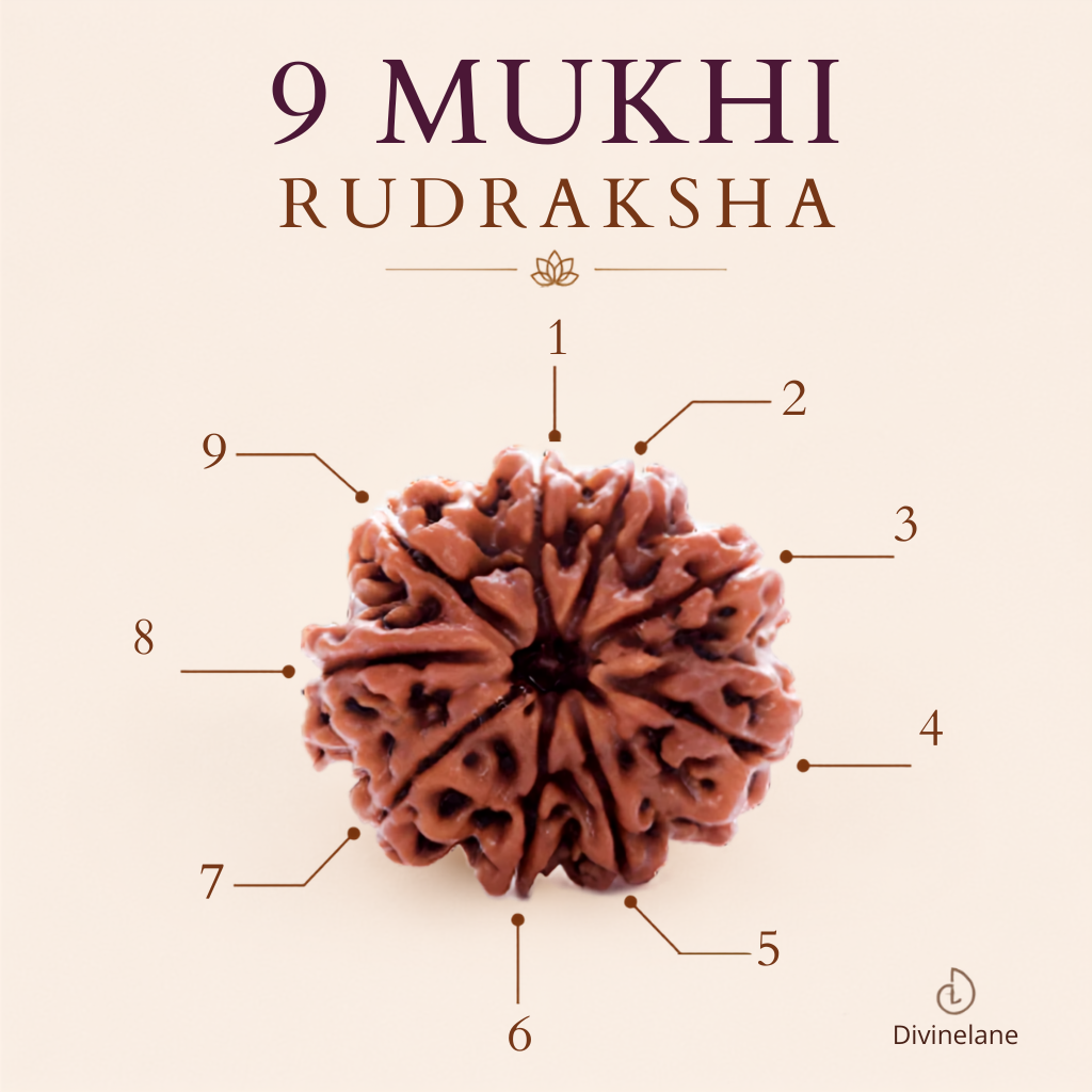Certified Natural 9 Mukhi Rudraksha - Nepal Origin