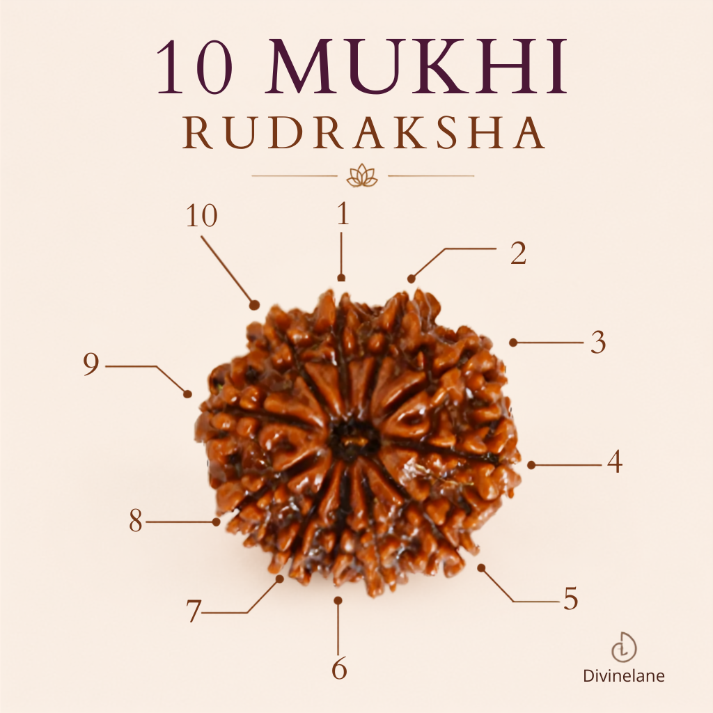 10 Mukhi Rudraksha (Nepali)