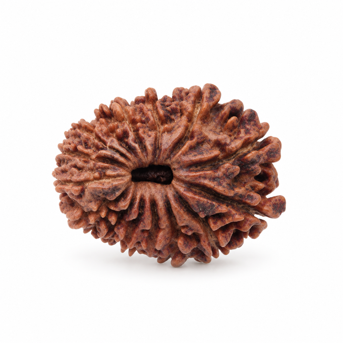 15 Mukhi Rudraksha