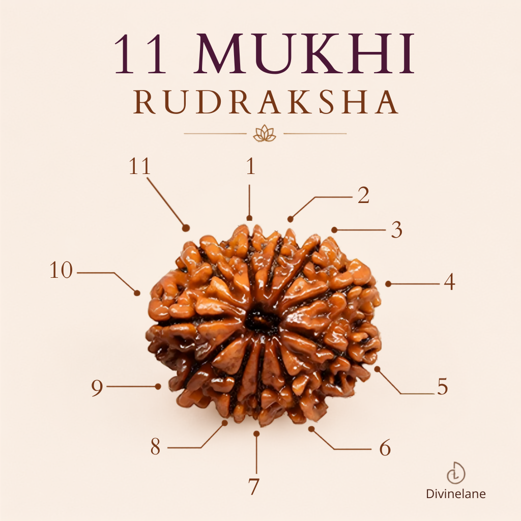 11 Mukhi Rudraksha (Nepali)