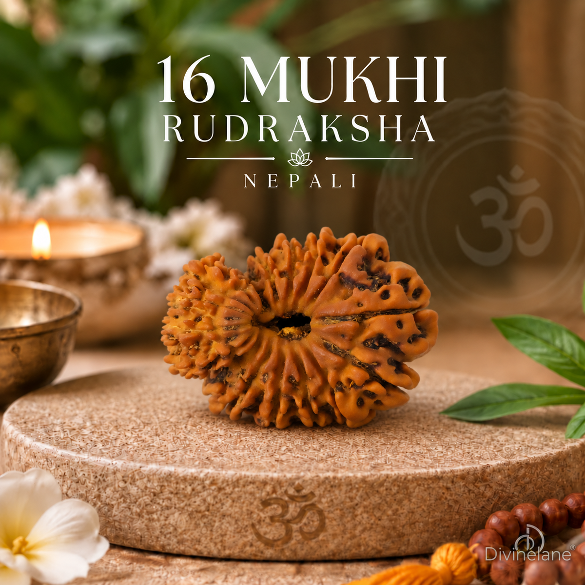 16 Mukhi Rudraksha