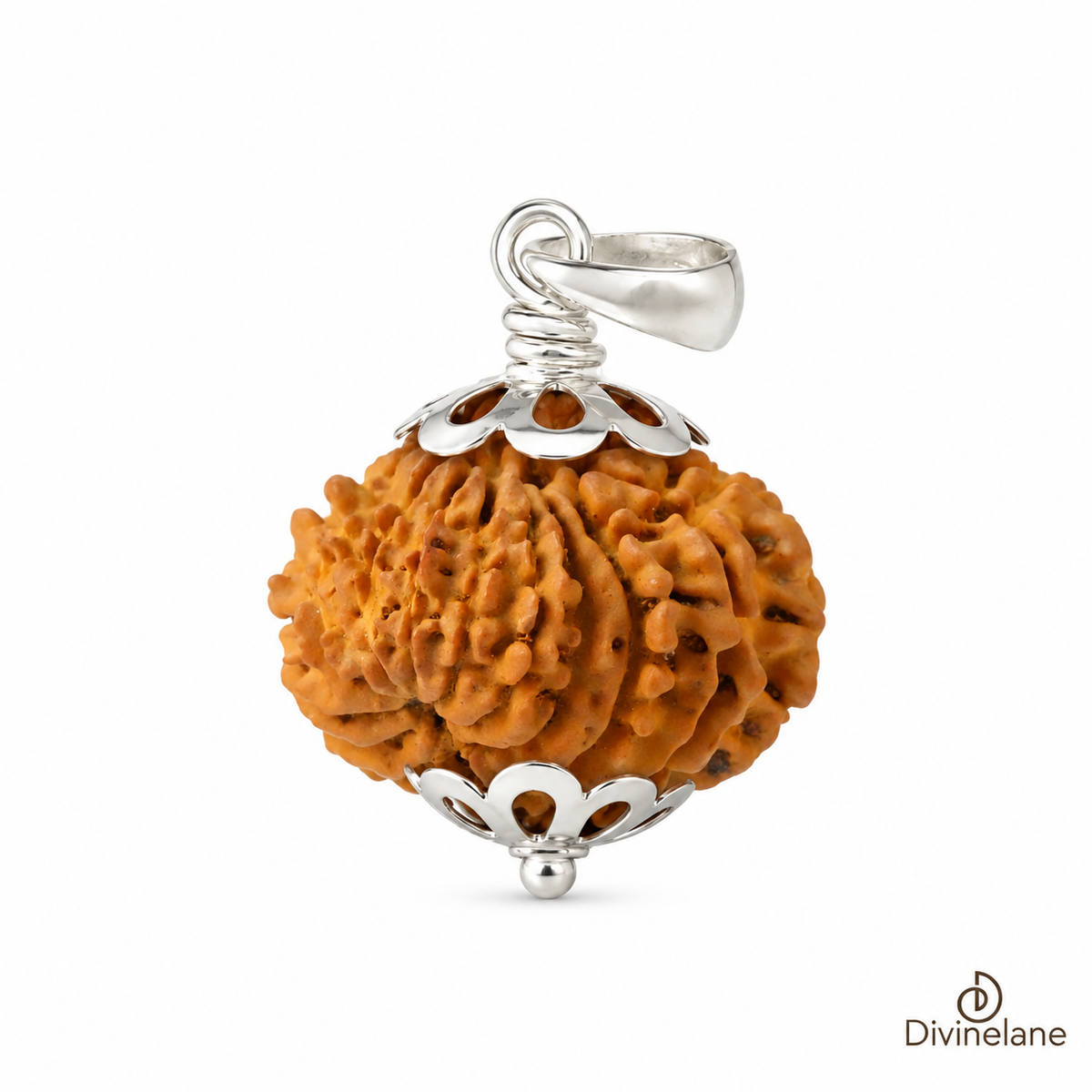 16 Mukhi Rudraksha