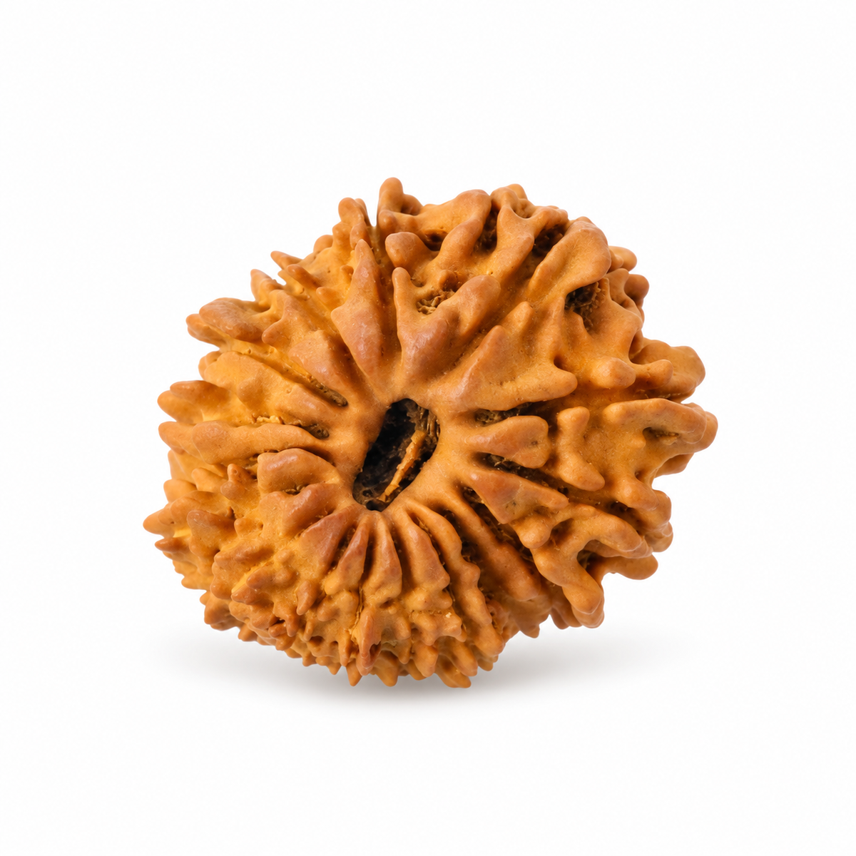 16 Mukhi Rudraksha