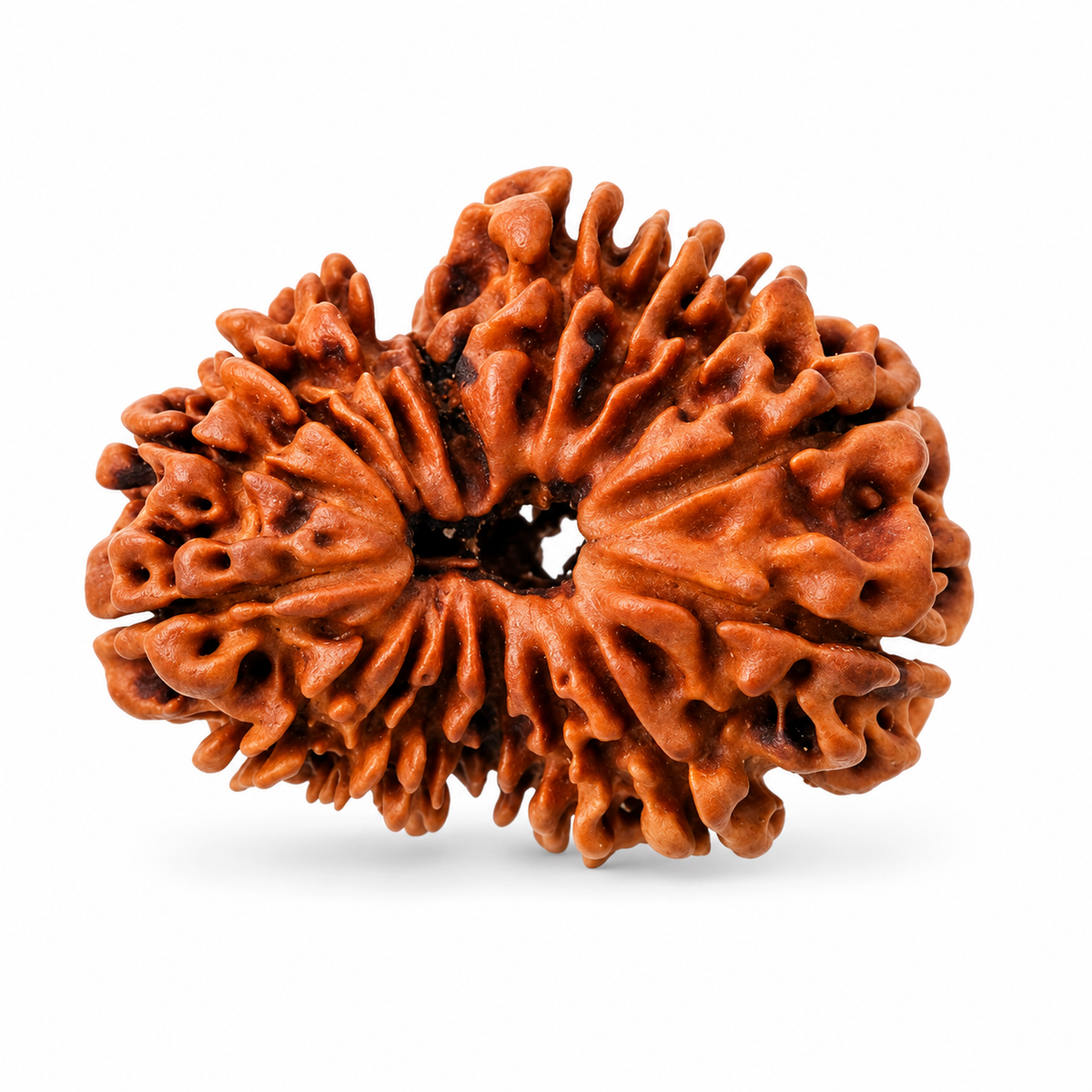 16 Mukhi Rudraksha