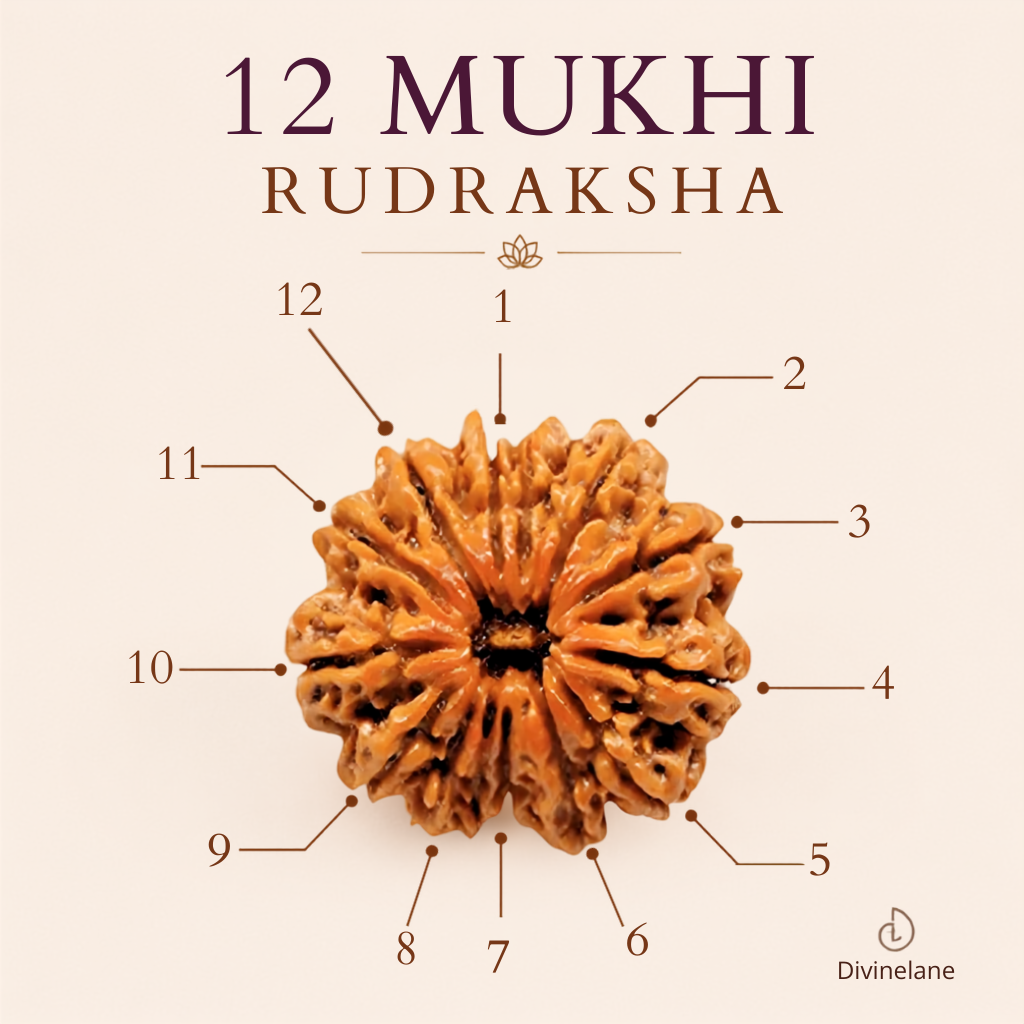 12 Mukhi Rudraksha