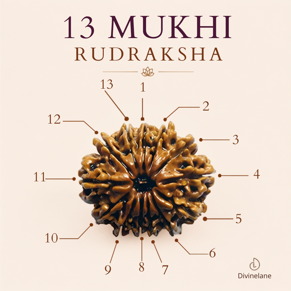 13 Mukhi Rudraksha (Nepali)