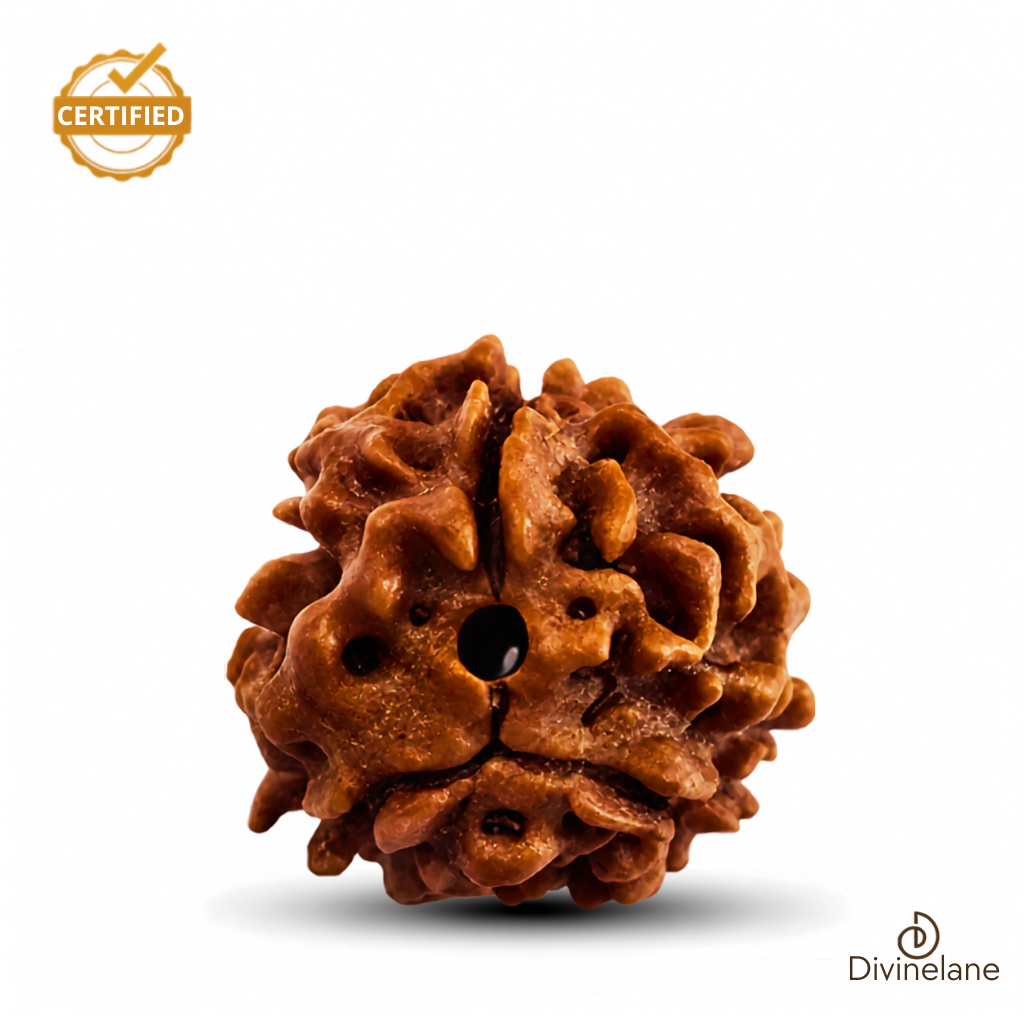 3 Mukhi Rudraksha (Nepali)