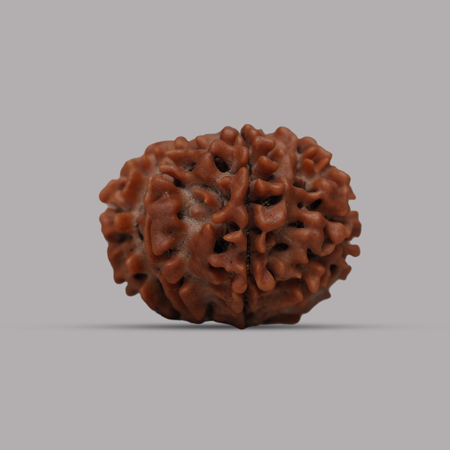 12 Mukhi Rudraksha