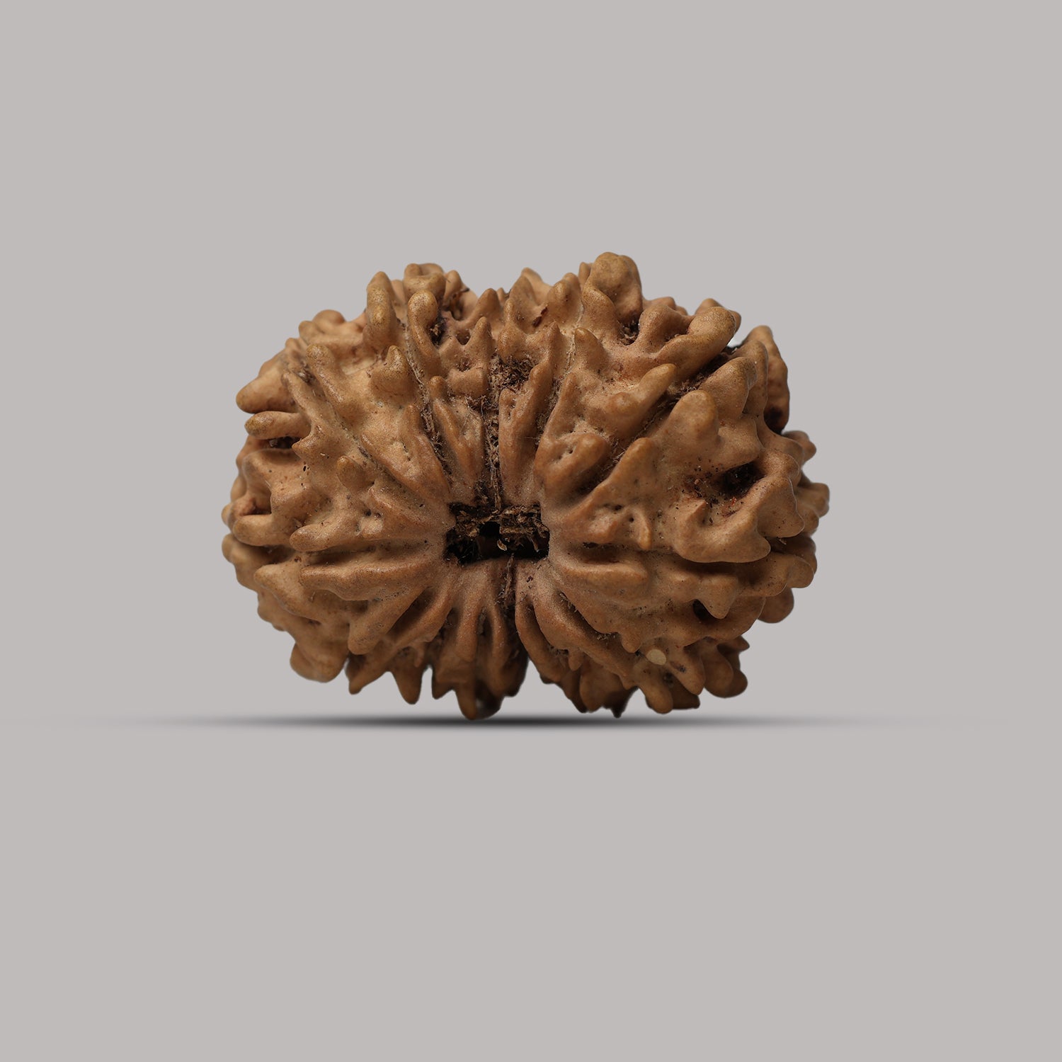 13 Mukhi Rudraksha