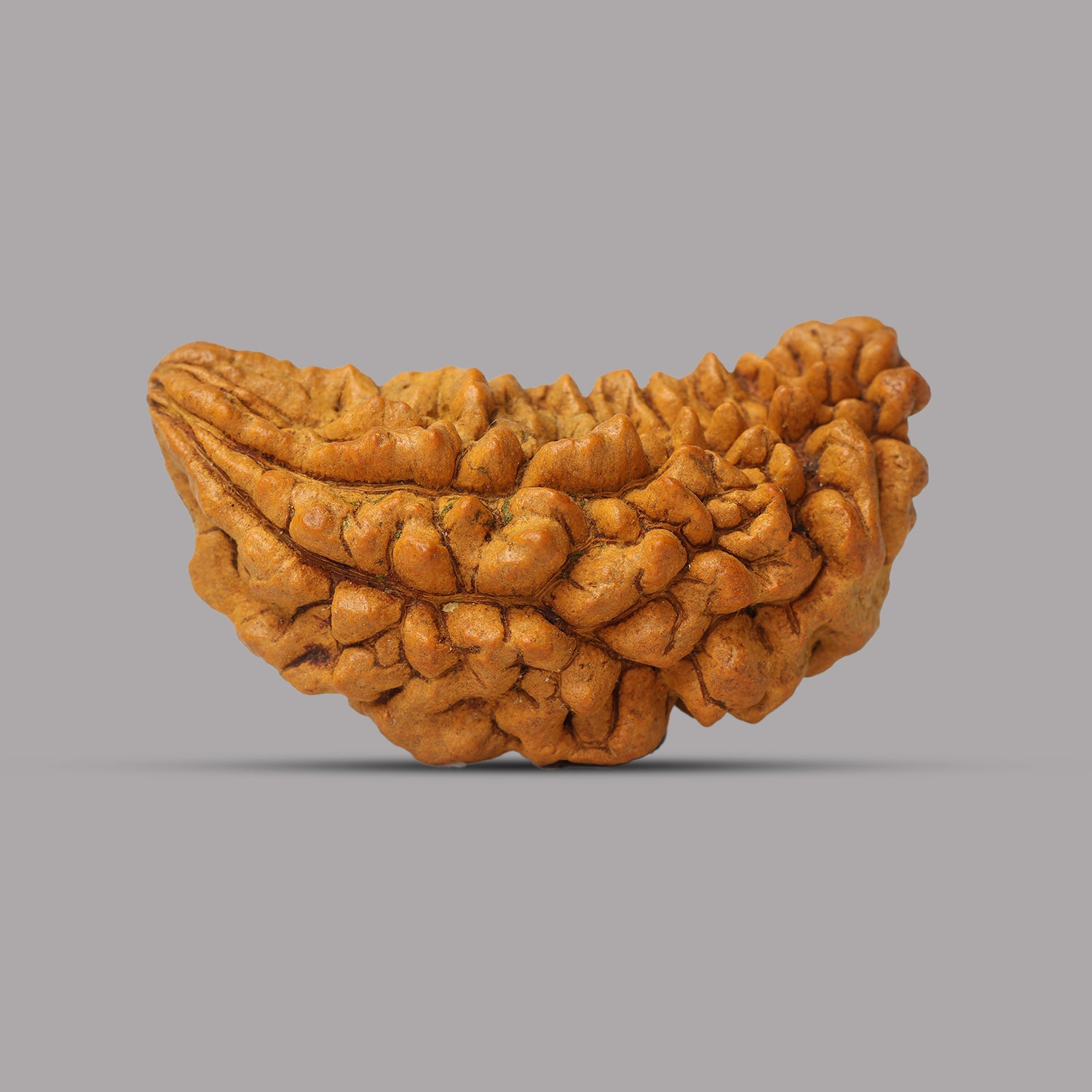 1 Mukhi Rudraksha 2.83