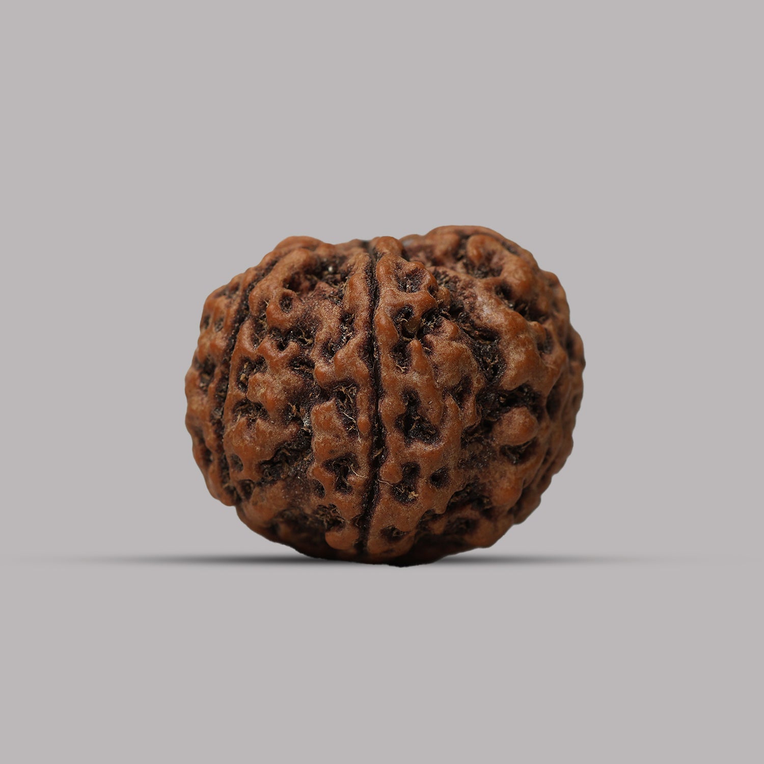 6 Mukhi Rudraksha