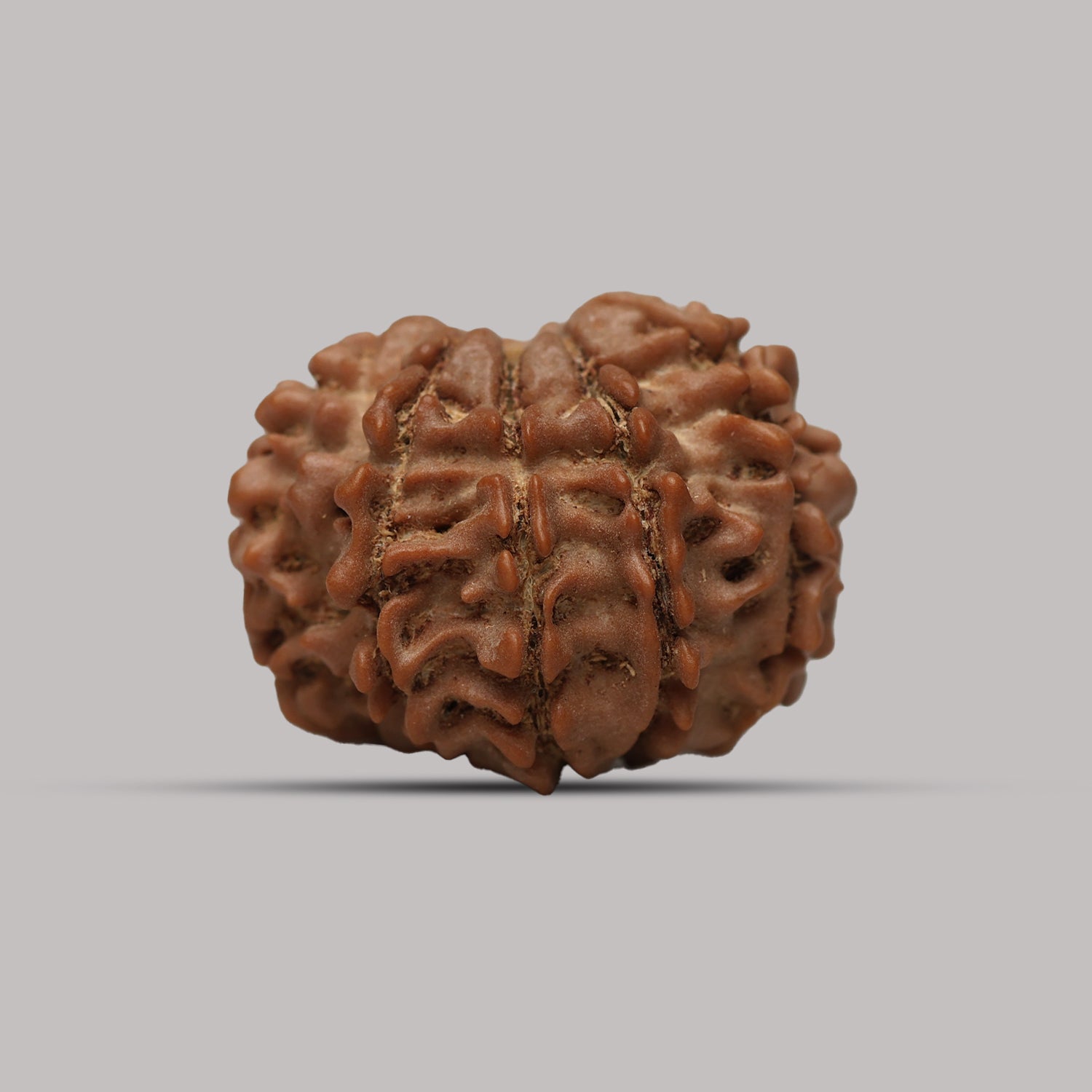 10 Mukhi Rudraksha
