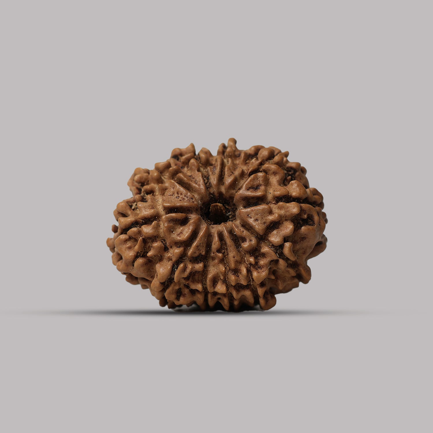 11 Mukhi Rudraksha