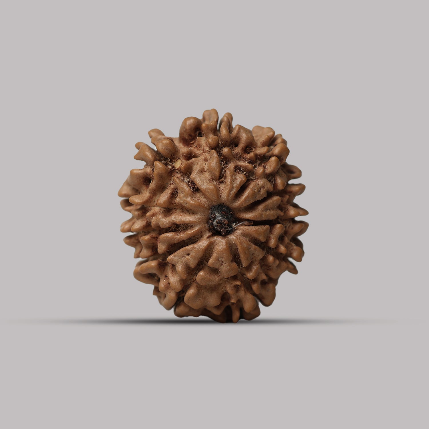 11 Mukhi Rudraksha