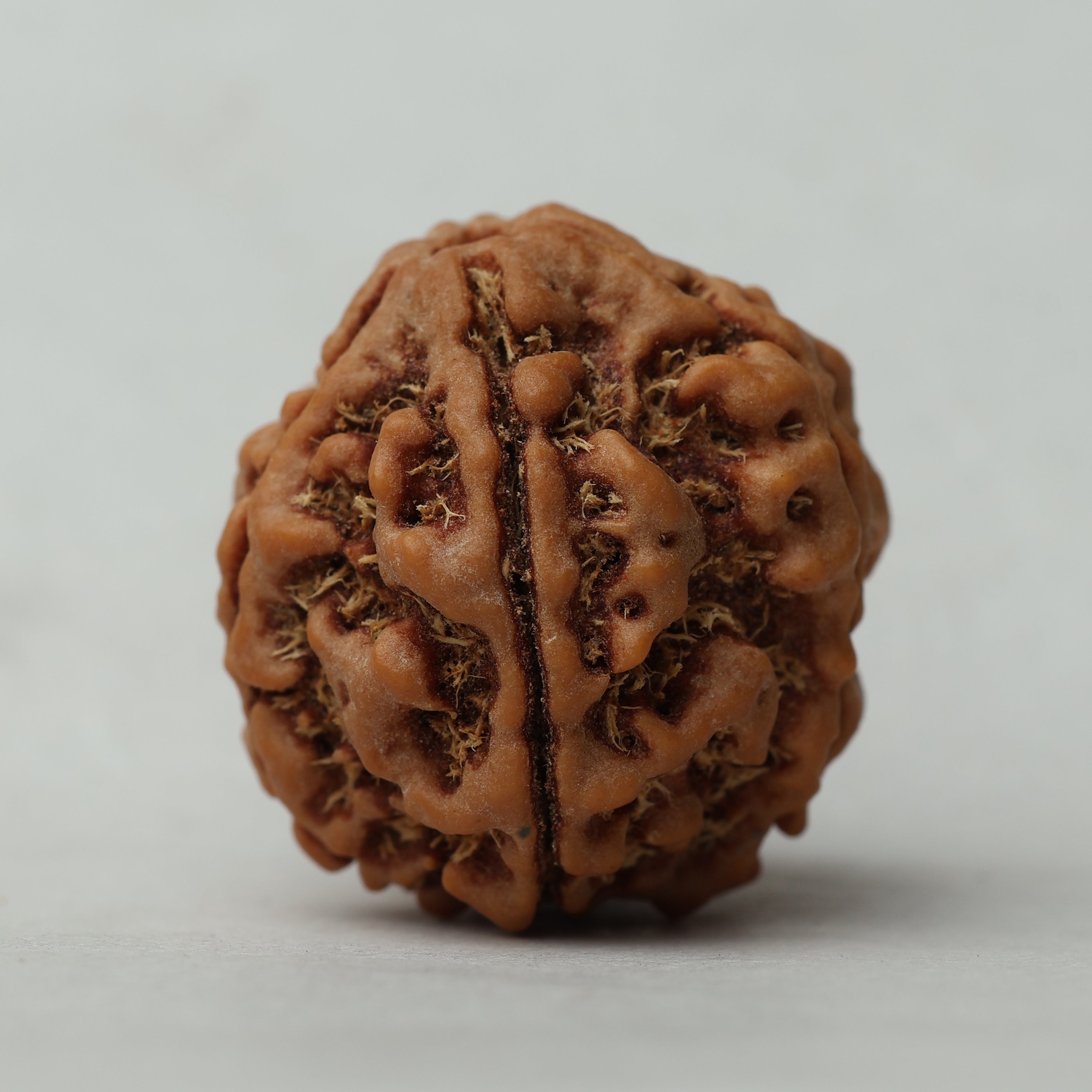 5 Mukhi Rudraksha