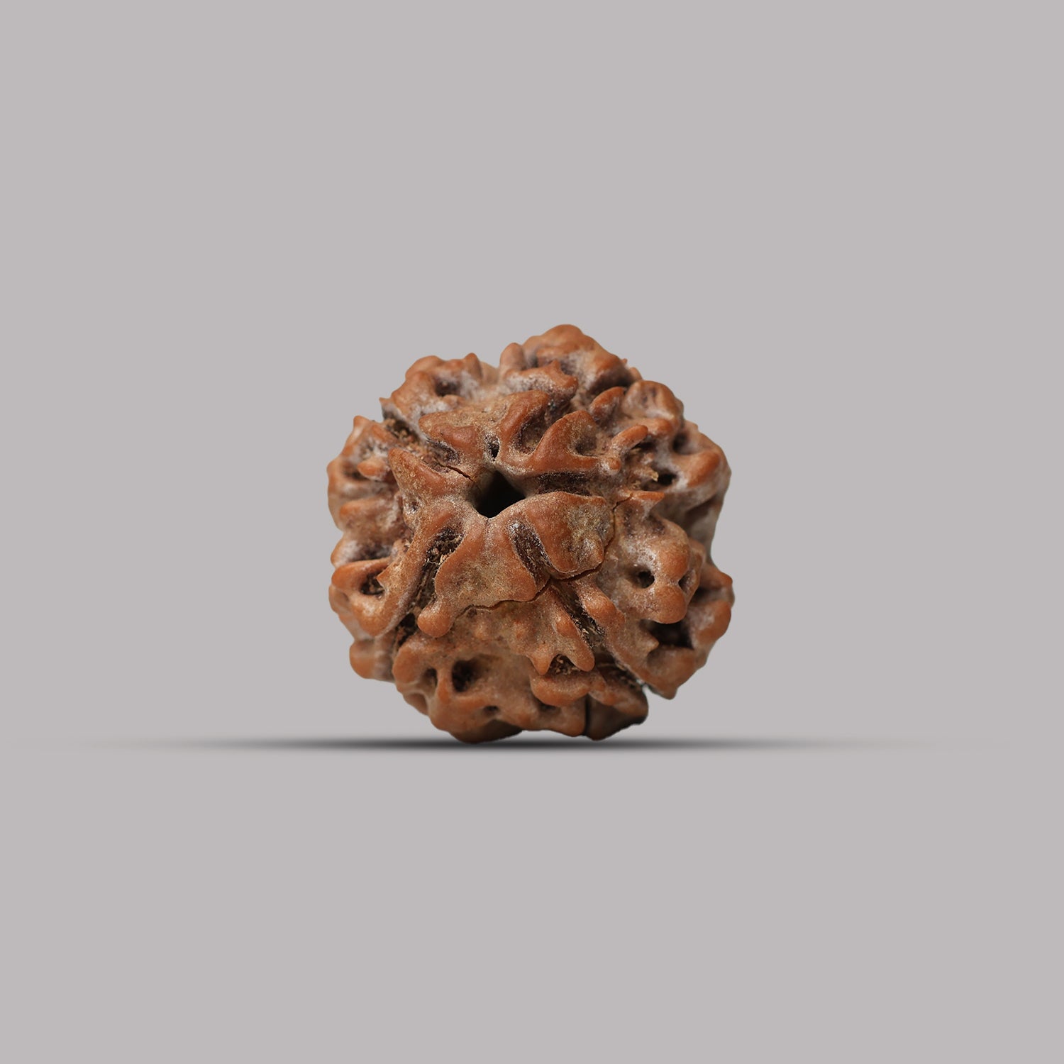 4 Mukhi Rudraksha