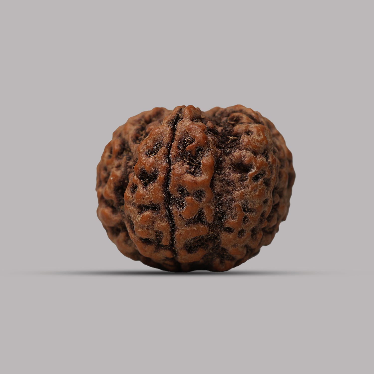 6 Mukhi Rudraksha