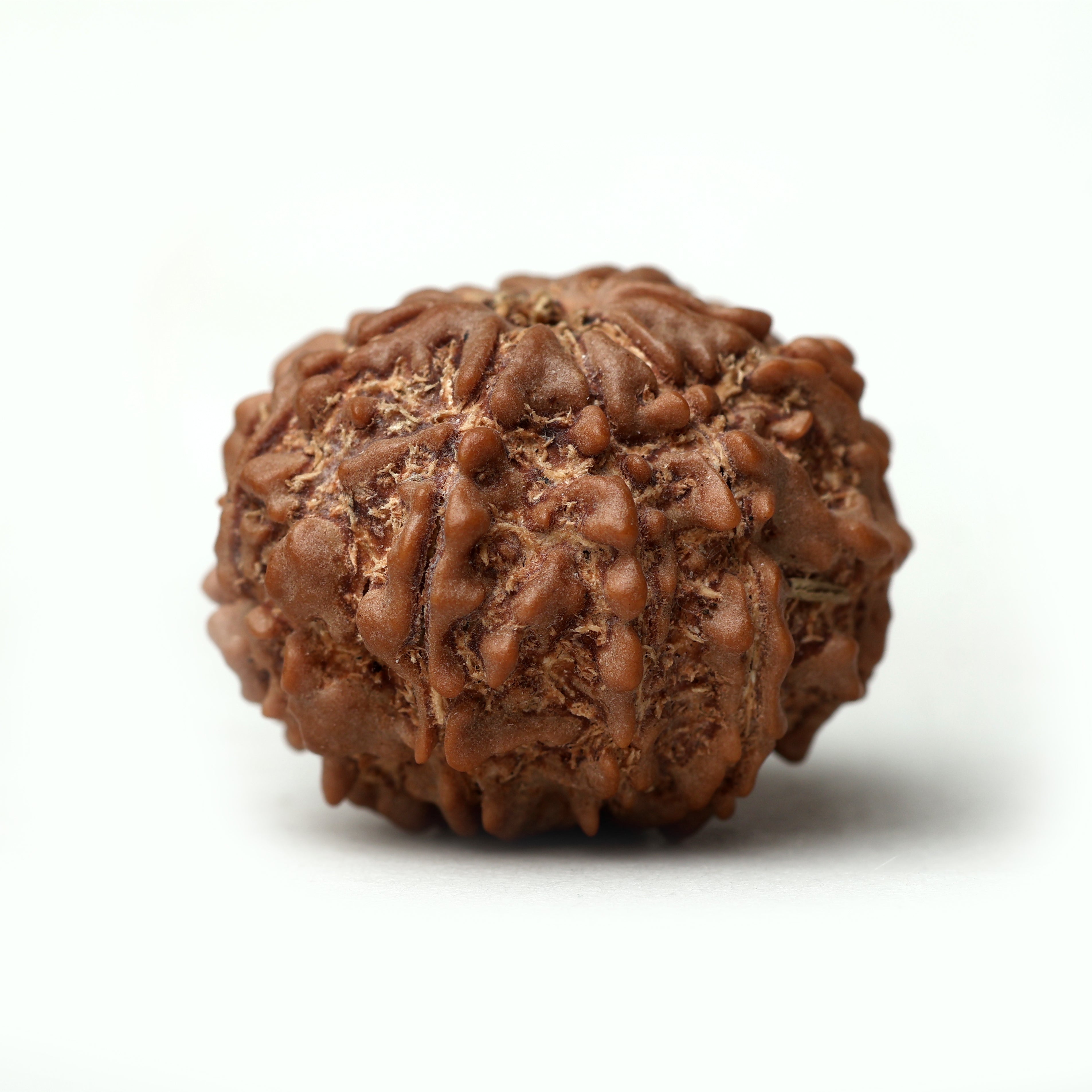 8 Mukhi Rudraksha