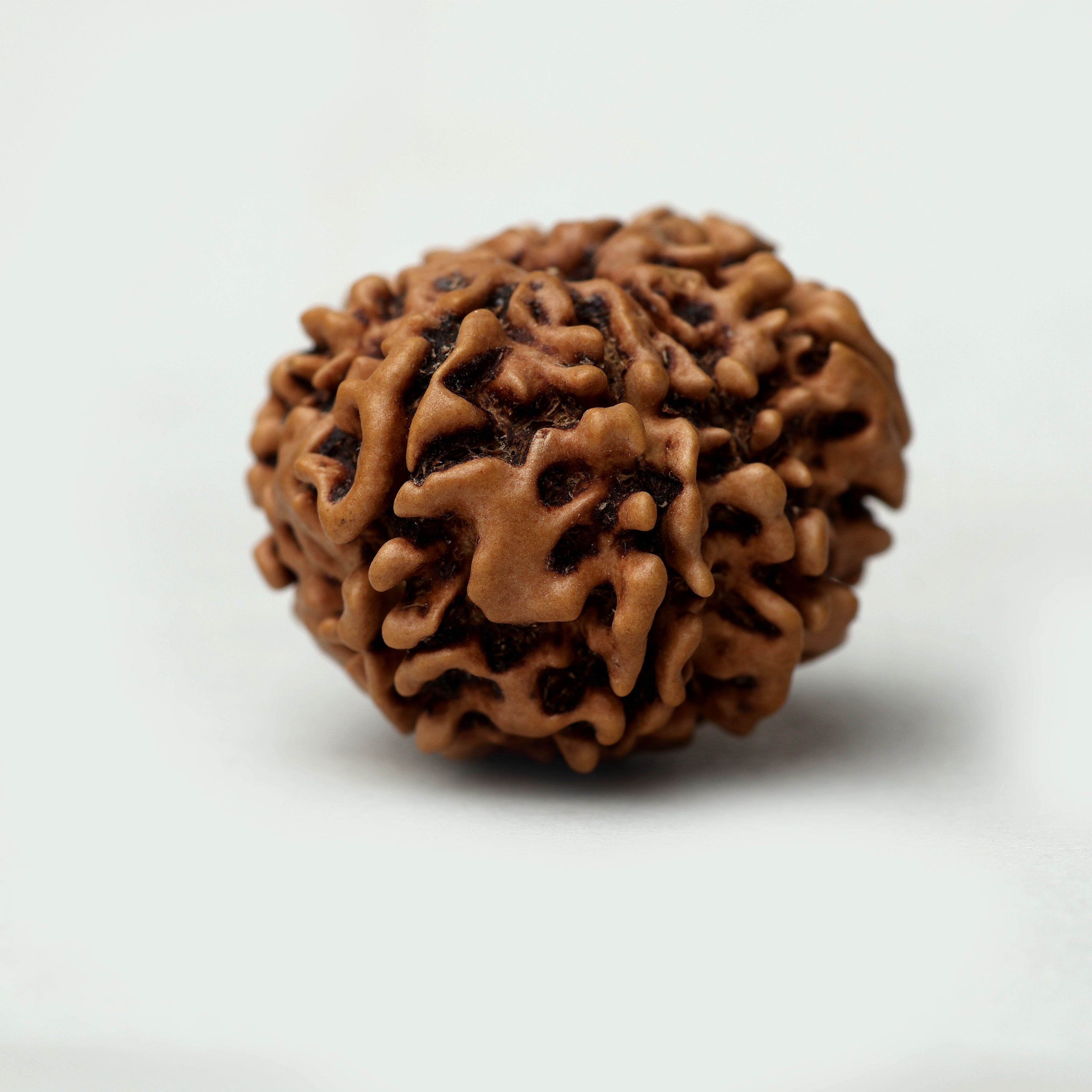 8 Mukhi Rudraksha