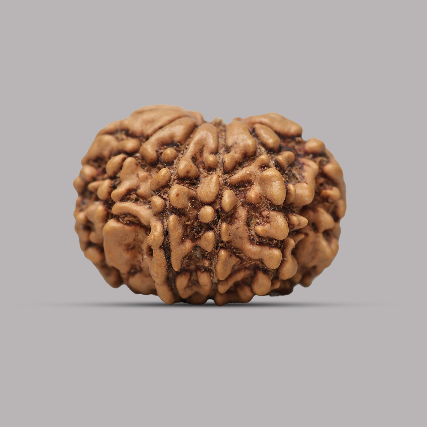10 Mukhi Rudraksha