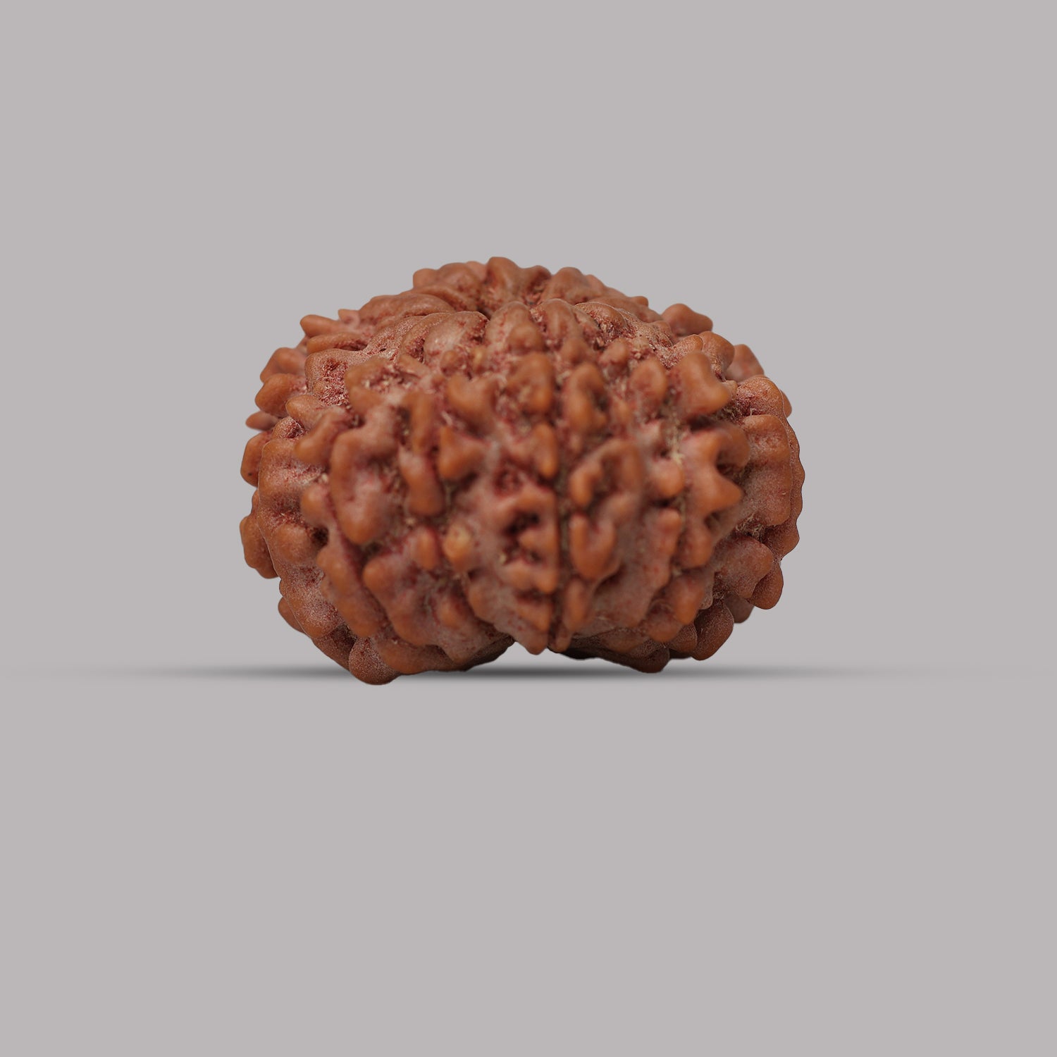12 Mukhi Rudraksha