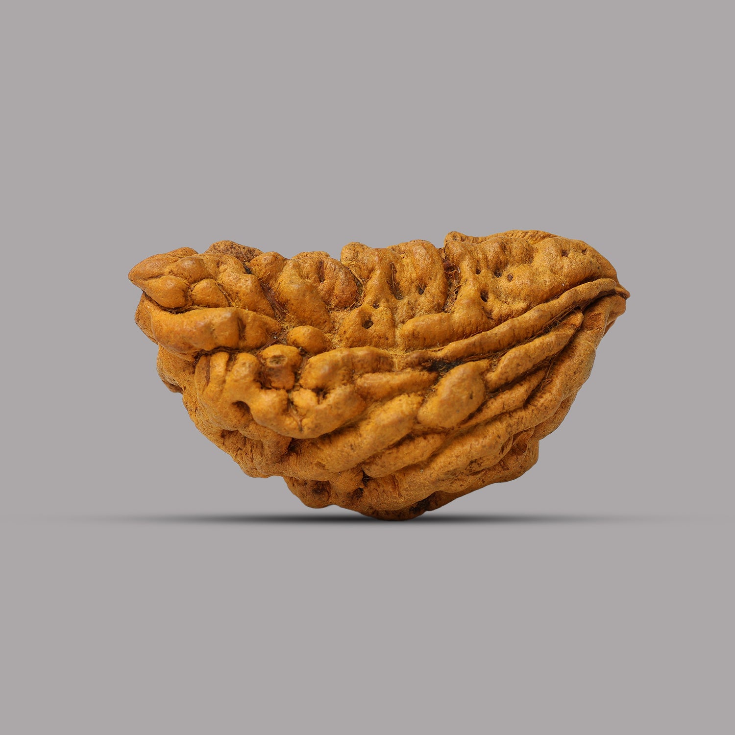 1 Mukhi Rudraksha 2.54