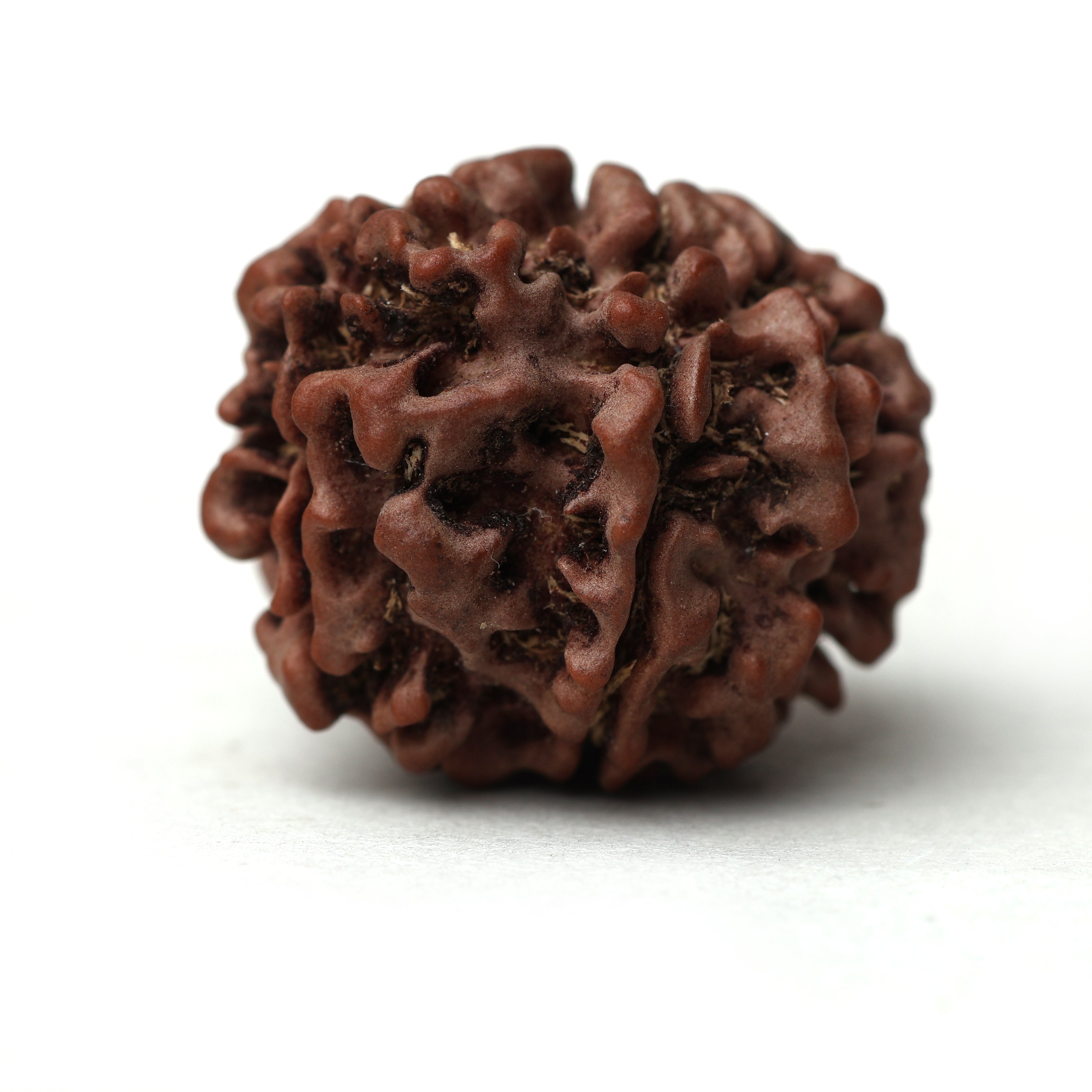 8 Mukhi Rudraksha