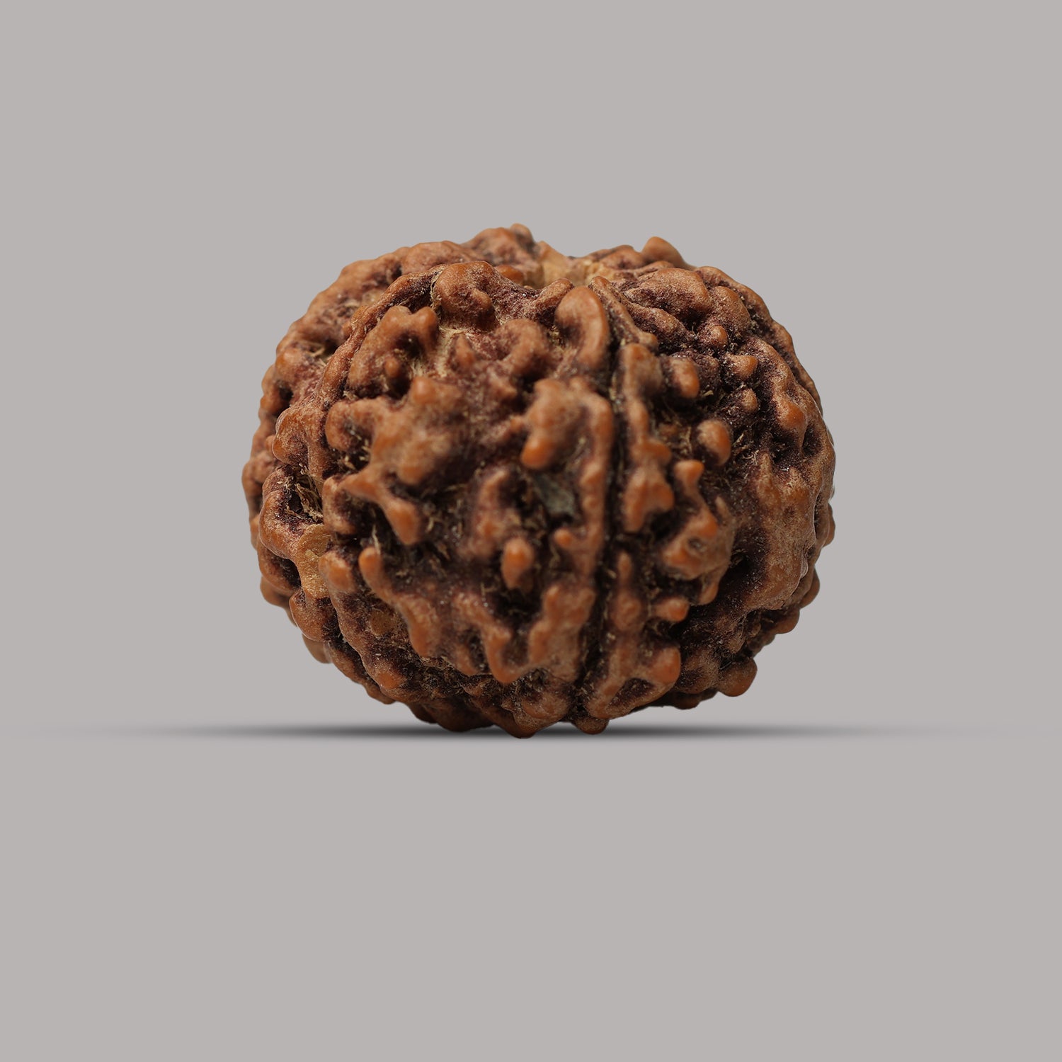 6 Mukhi Rudraksha