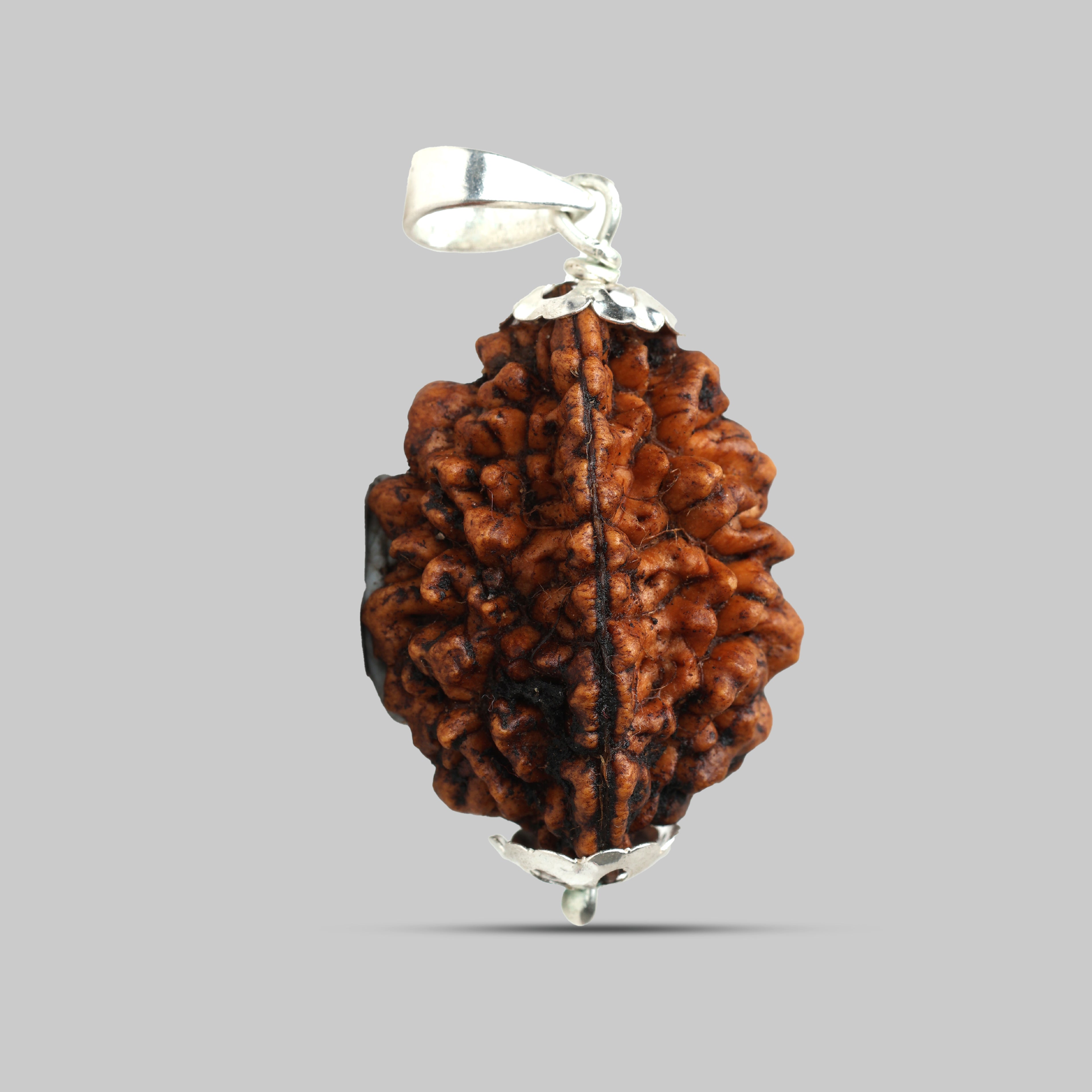 2 Mukhi Rudraksha