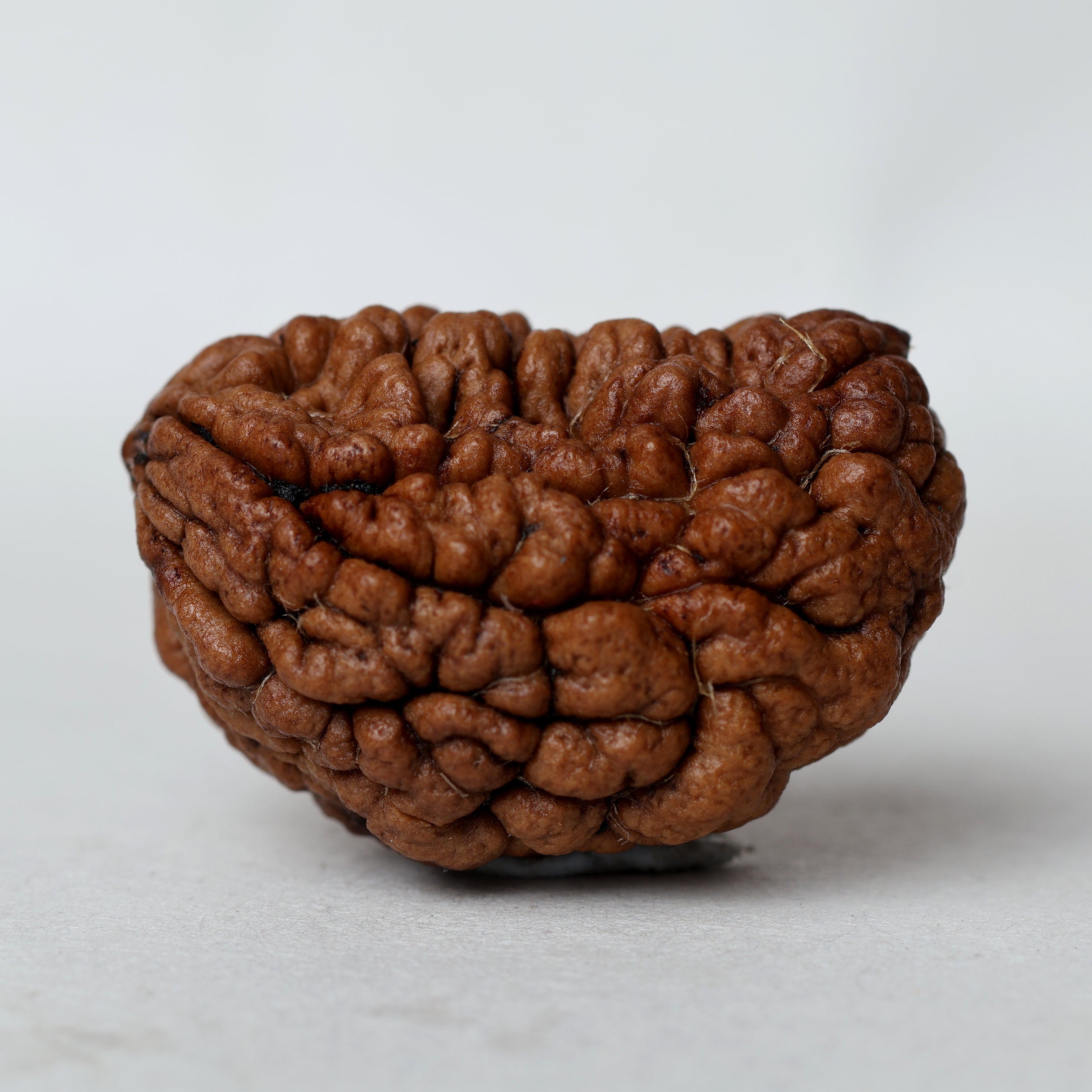 1 Mukhi Rudraksha