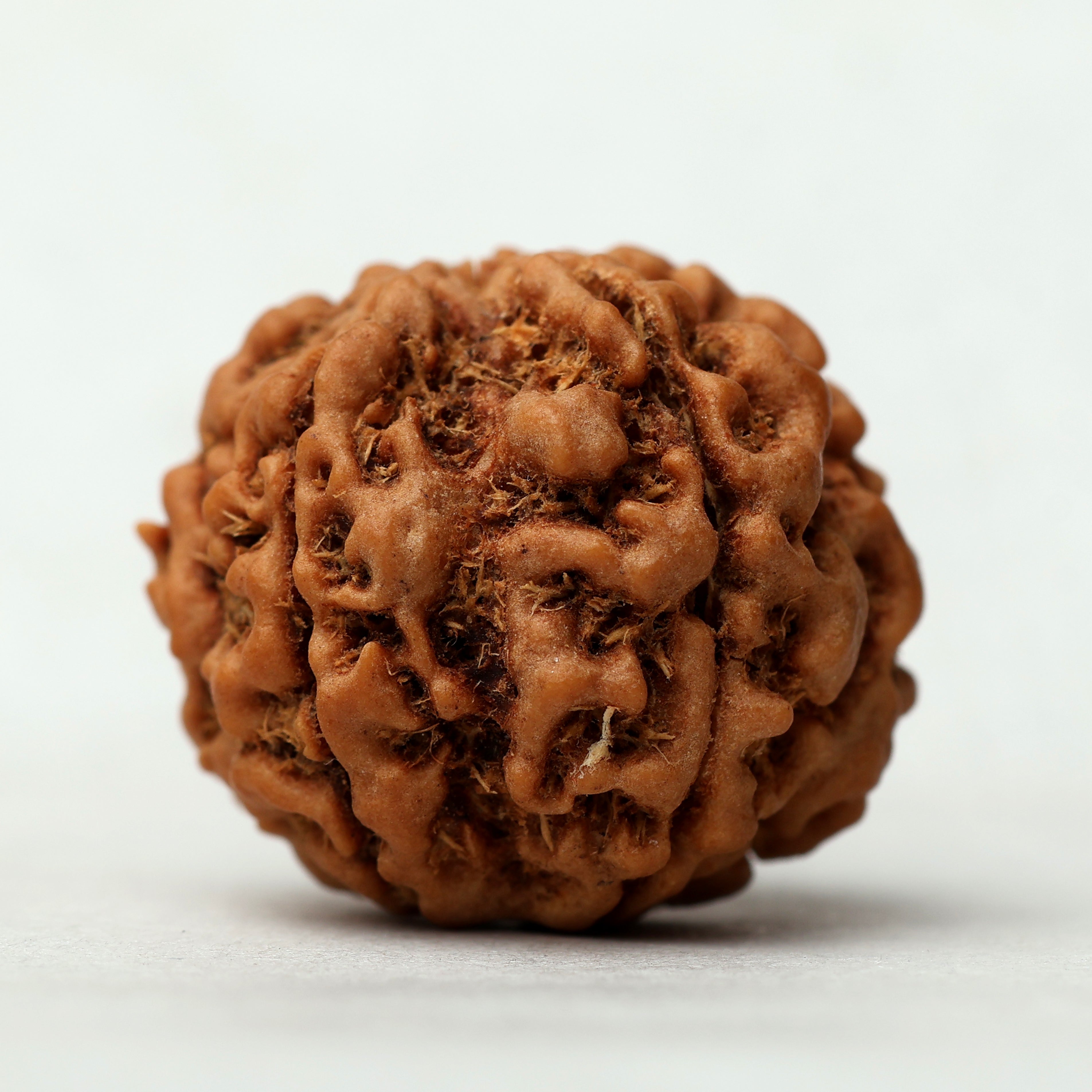 5 Mukhi Rudraksha