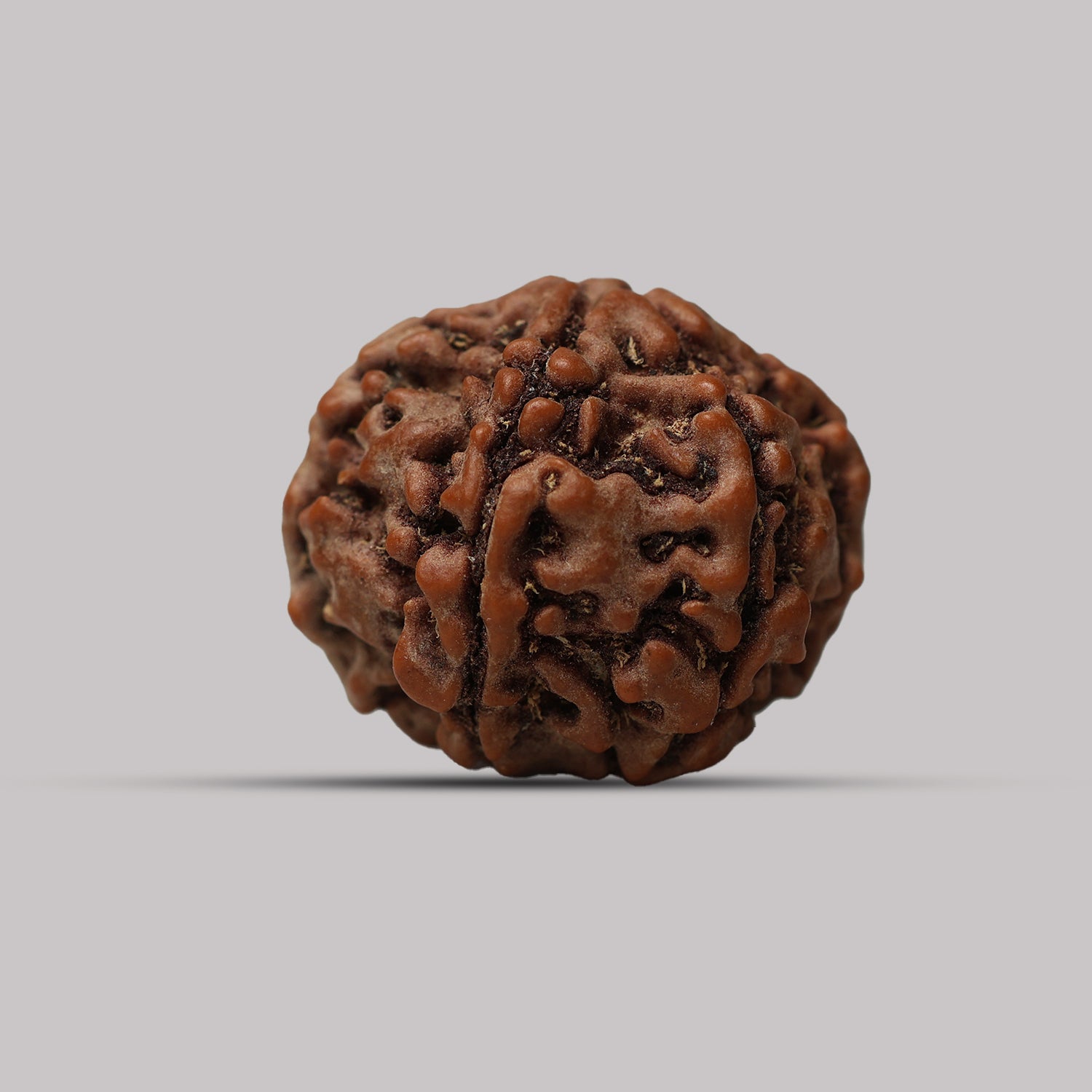6 Mukhi Rudraksha