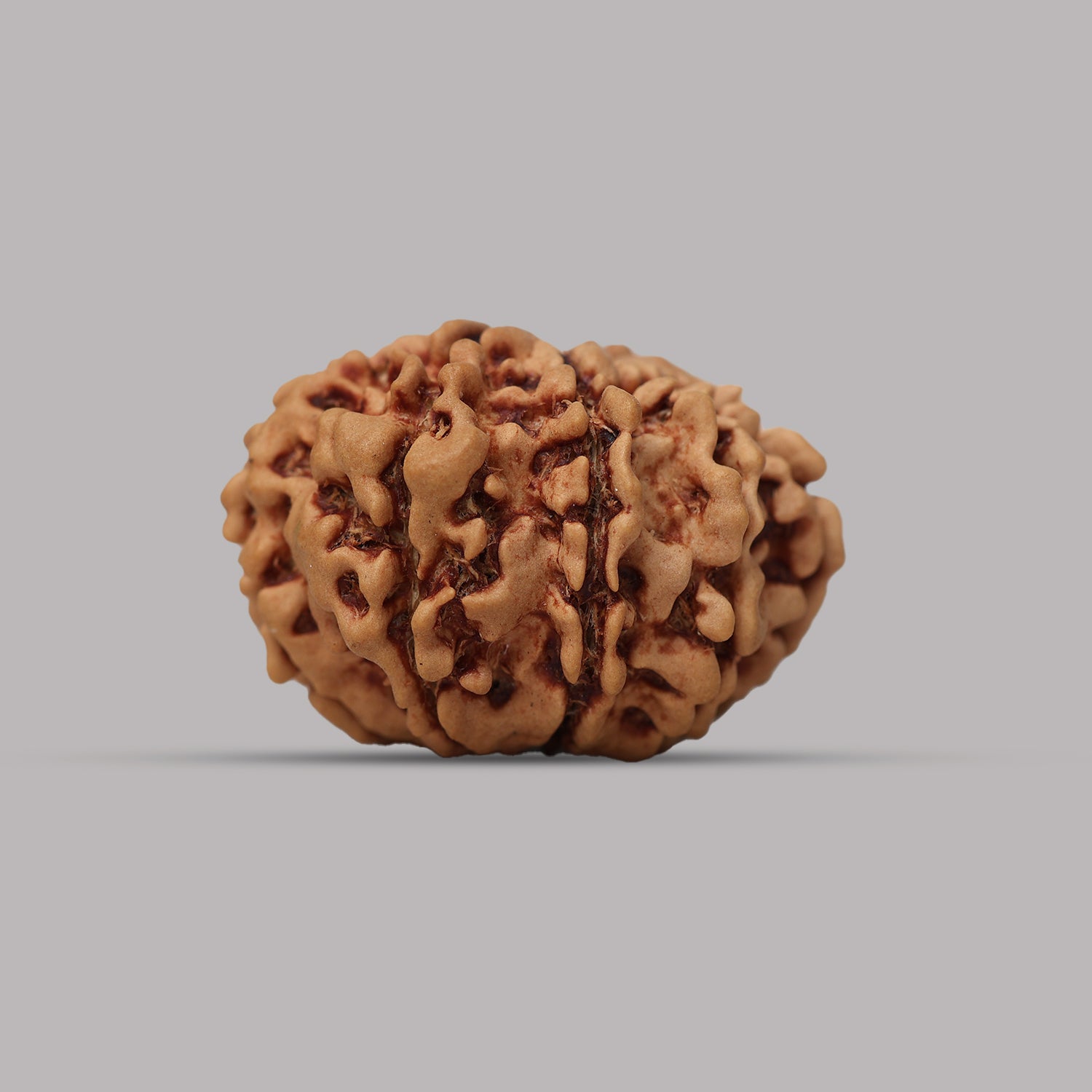 12 Mukhi Rudraksha