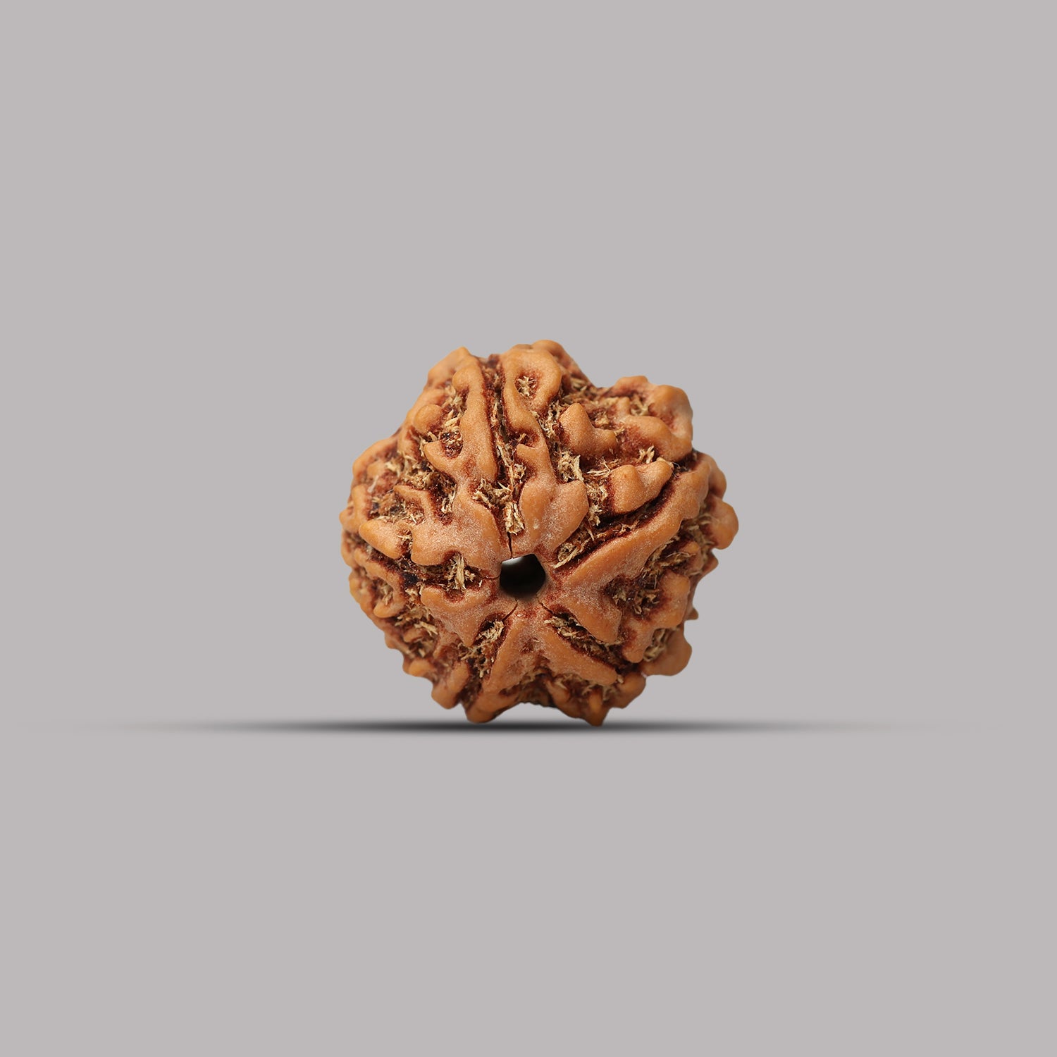 4 Mukhi Rudraksha