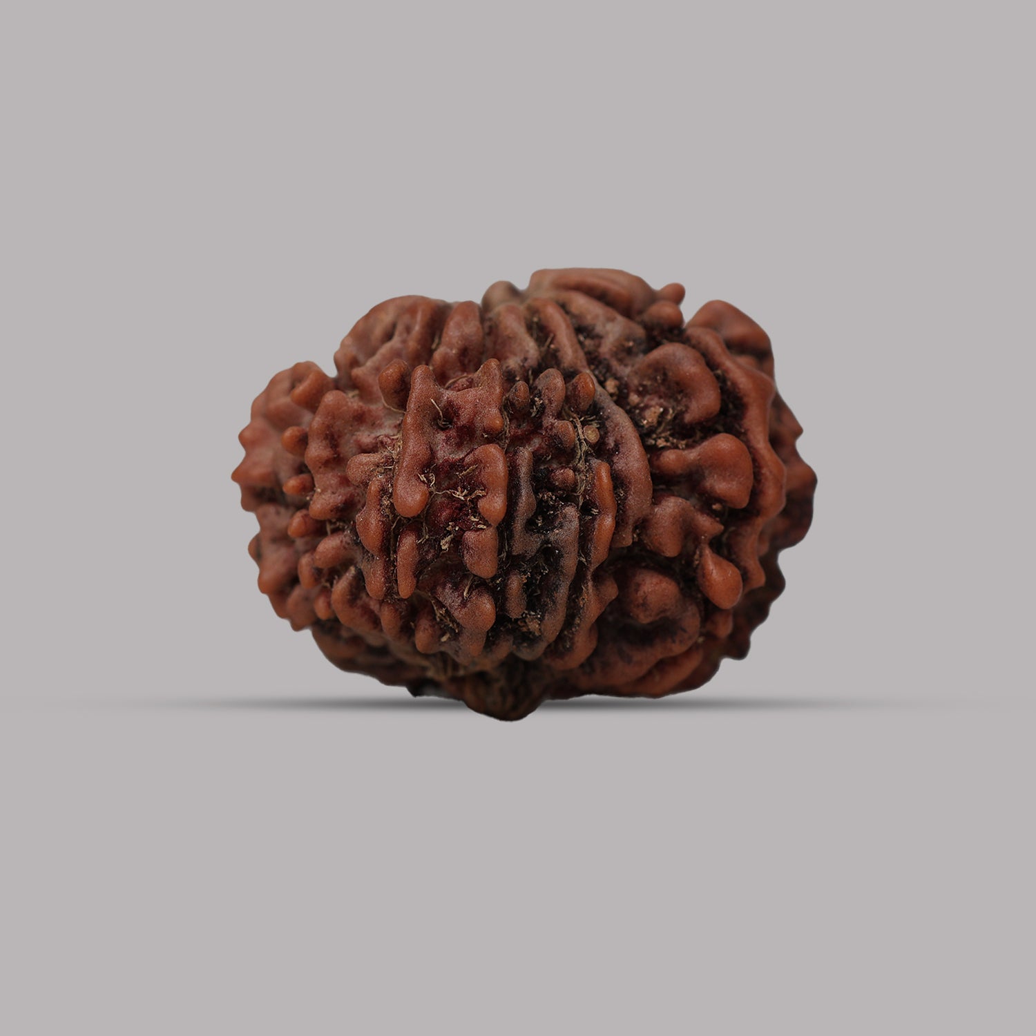 12 Mukhi Rudraksha
