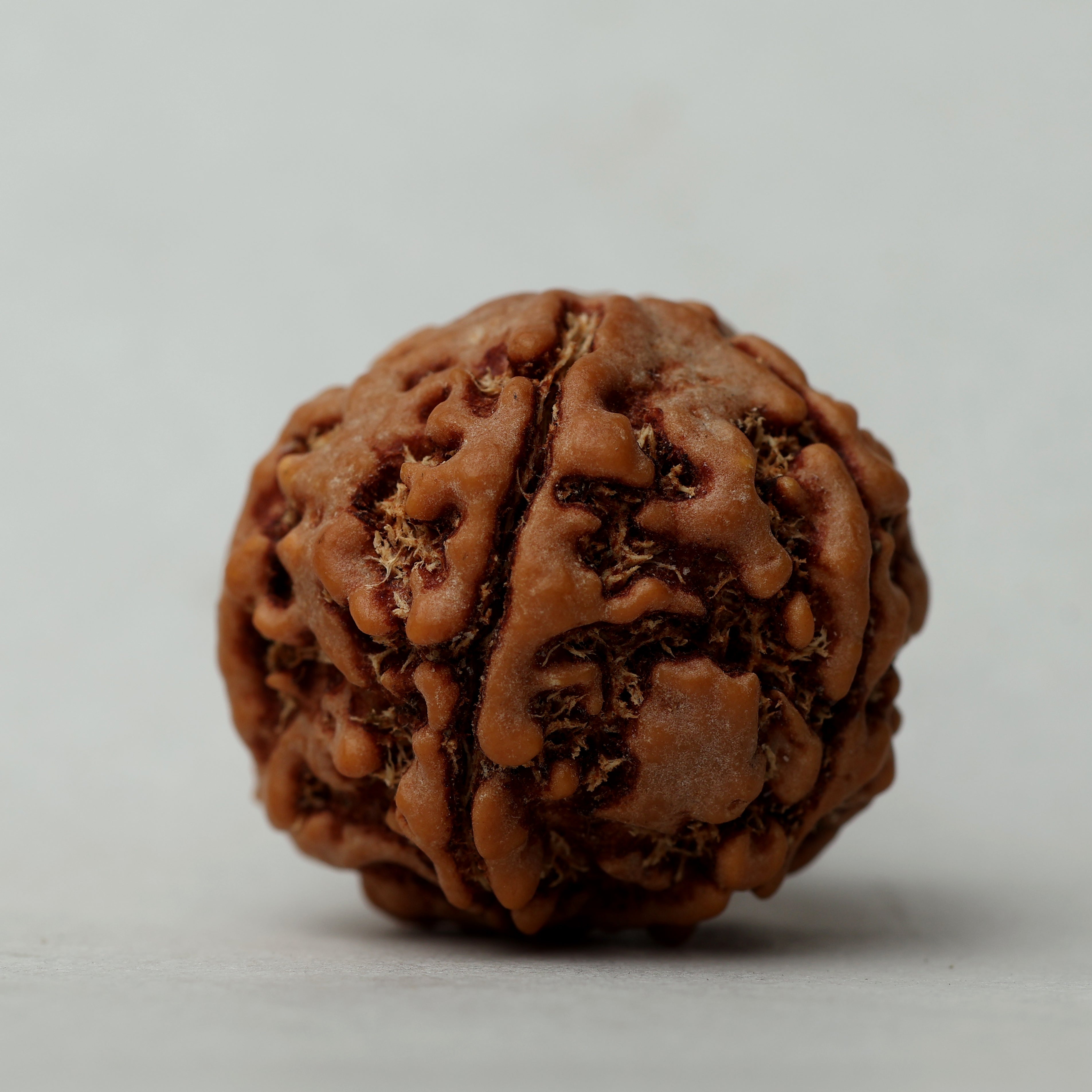 5 Mukhi Rudraksha