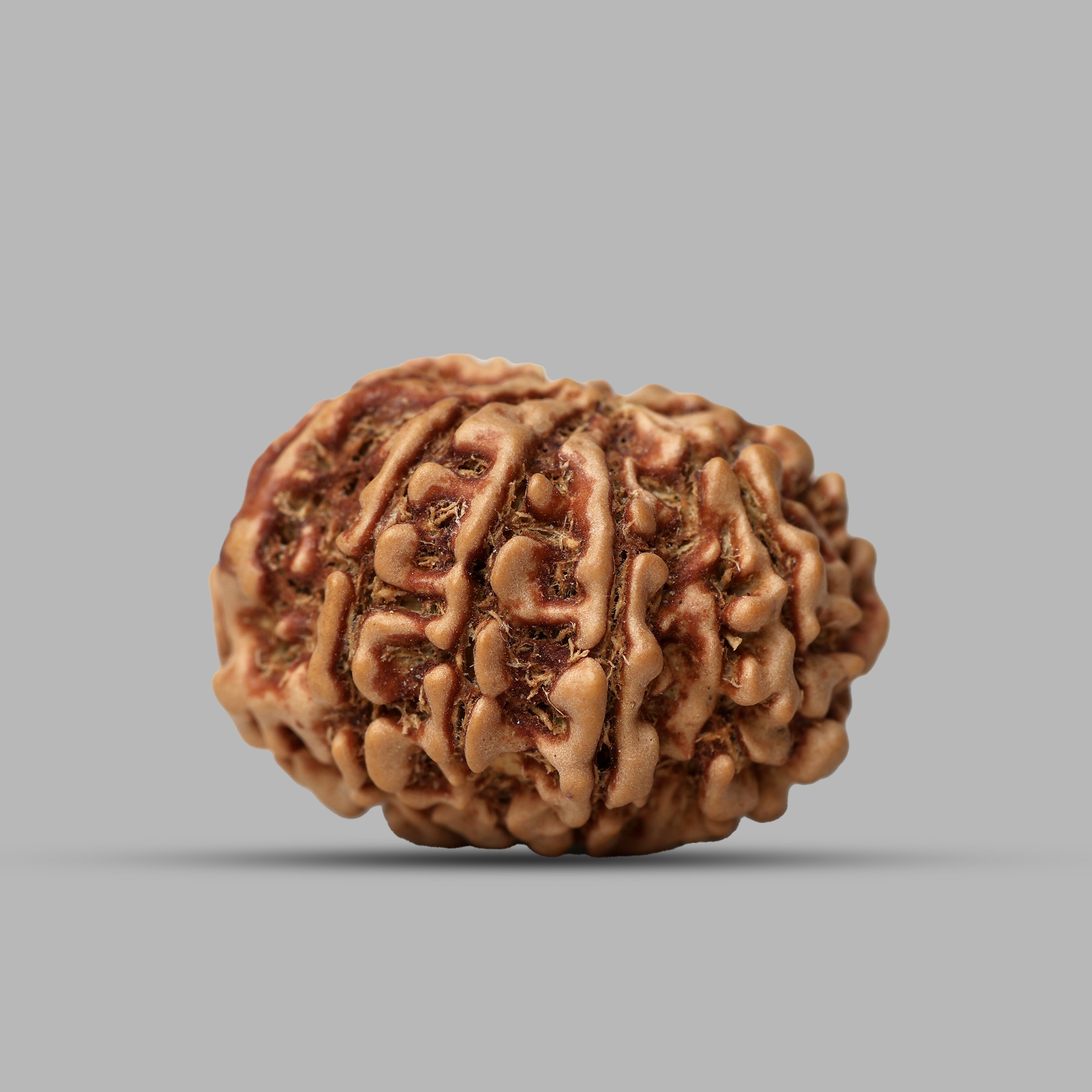 9 Mukhi Rudraksha
