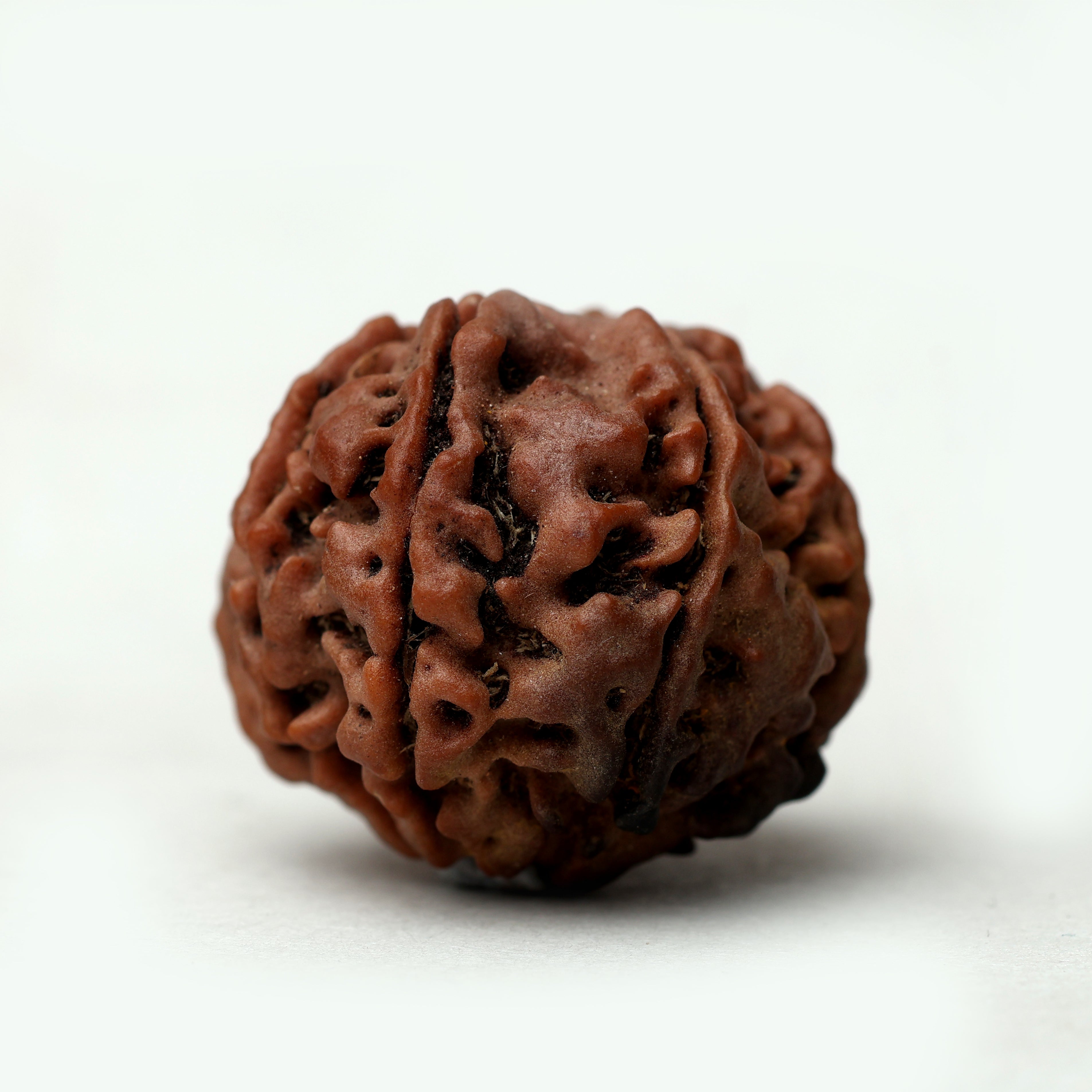 8 Mukhi Rudraksha