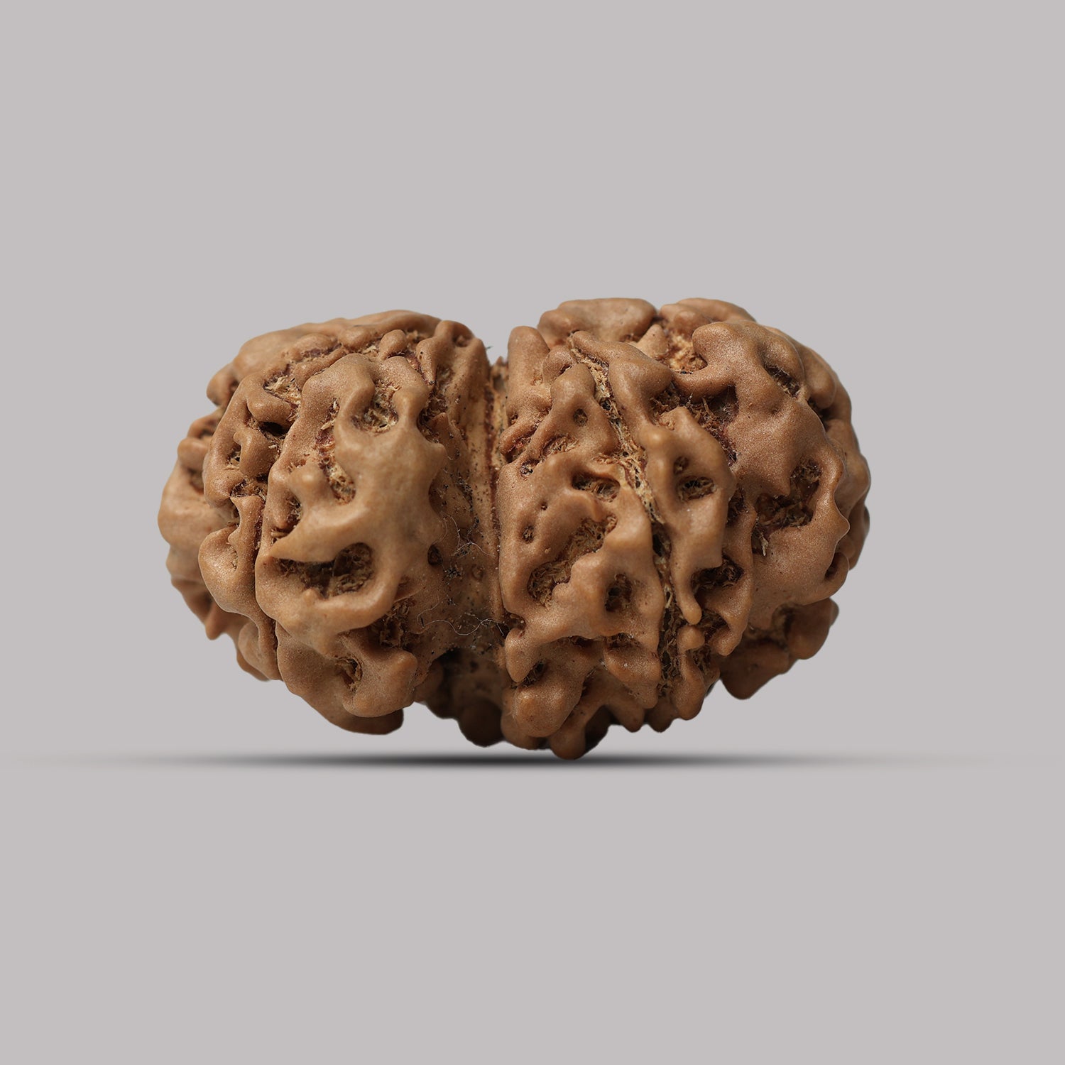 Gauri Shankar Rudraksha