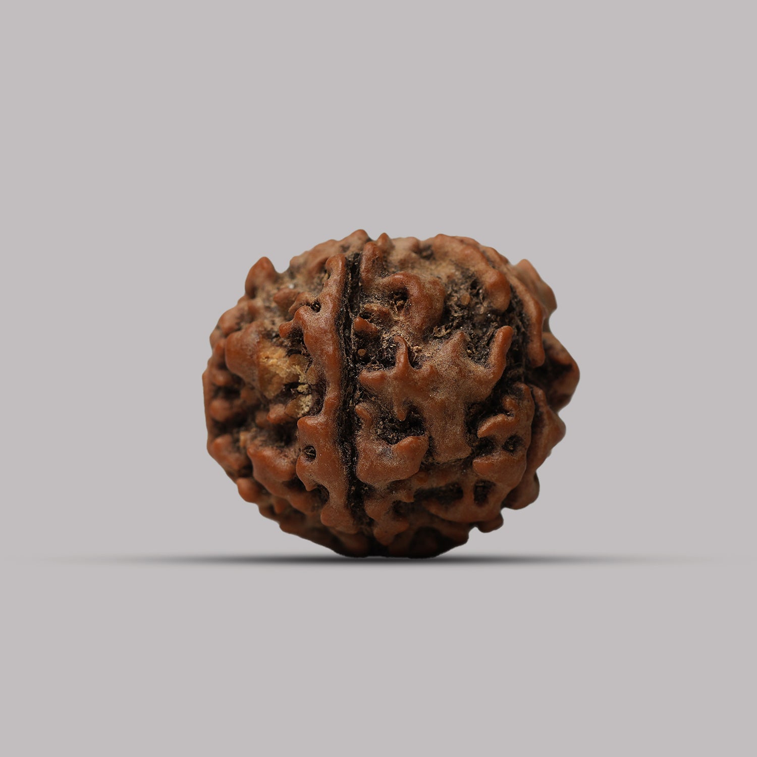 6 Mukhi Rudraksha