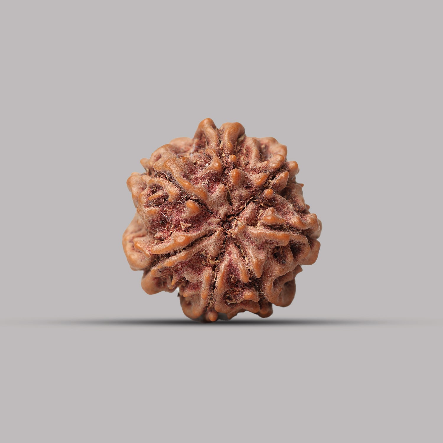 7 Mukhi Rudraksha