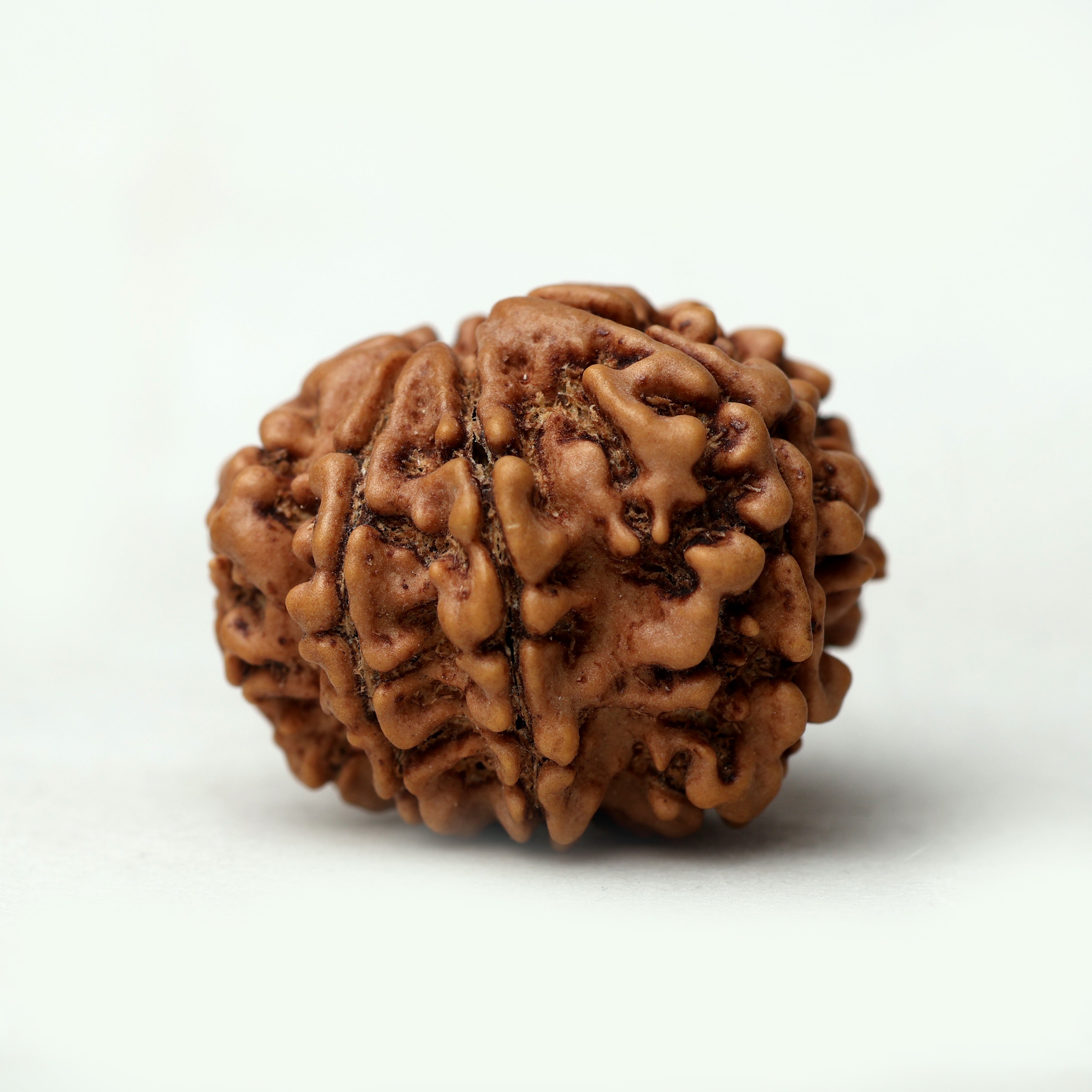 8 Mukhi Rudraksha