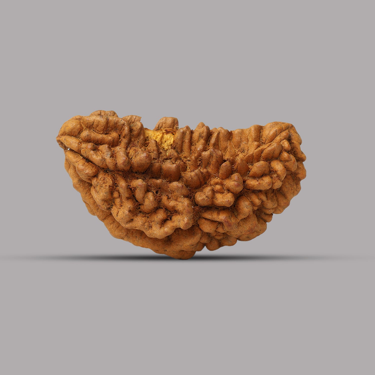1 Mukhi Rudraksha 1.74