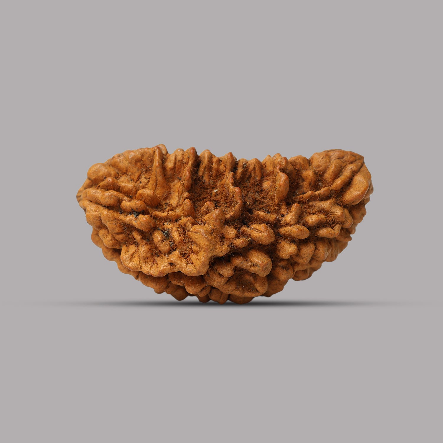 1 Mukhi Rudraksha 2.44