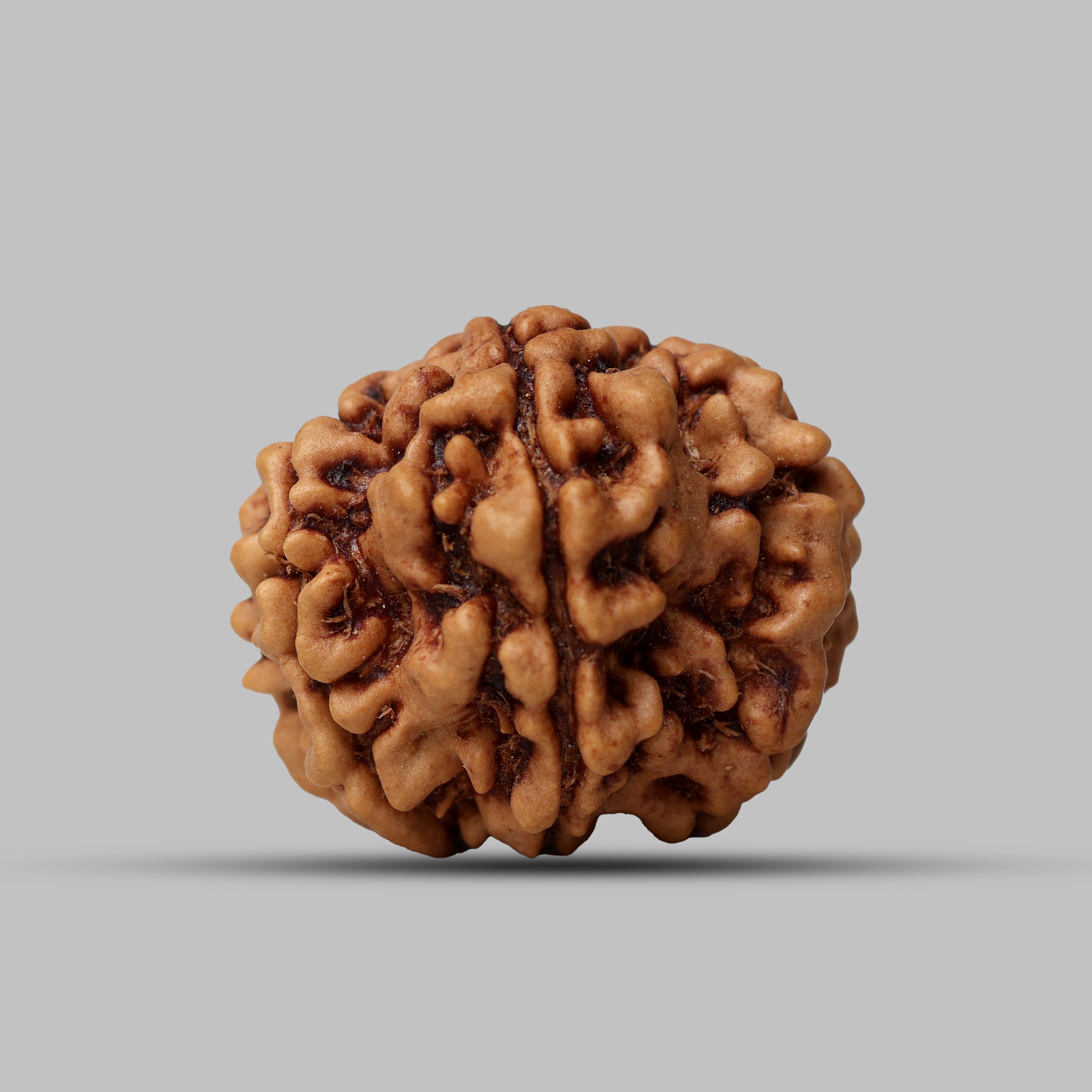 9 Mukhi Rudraksha