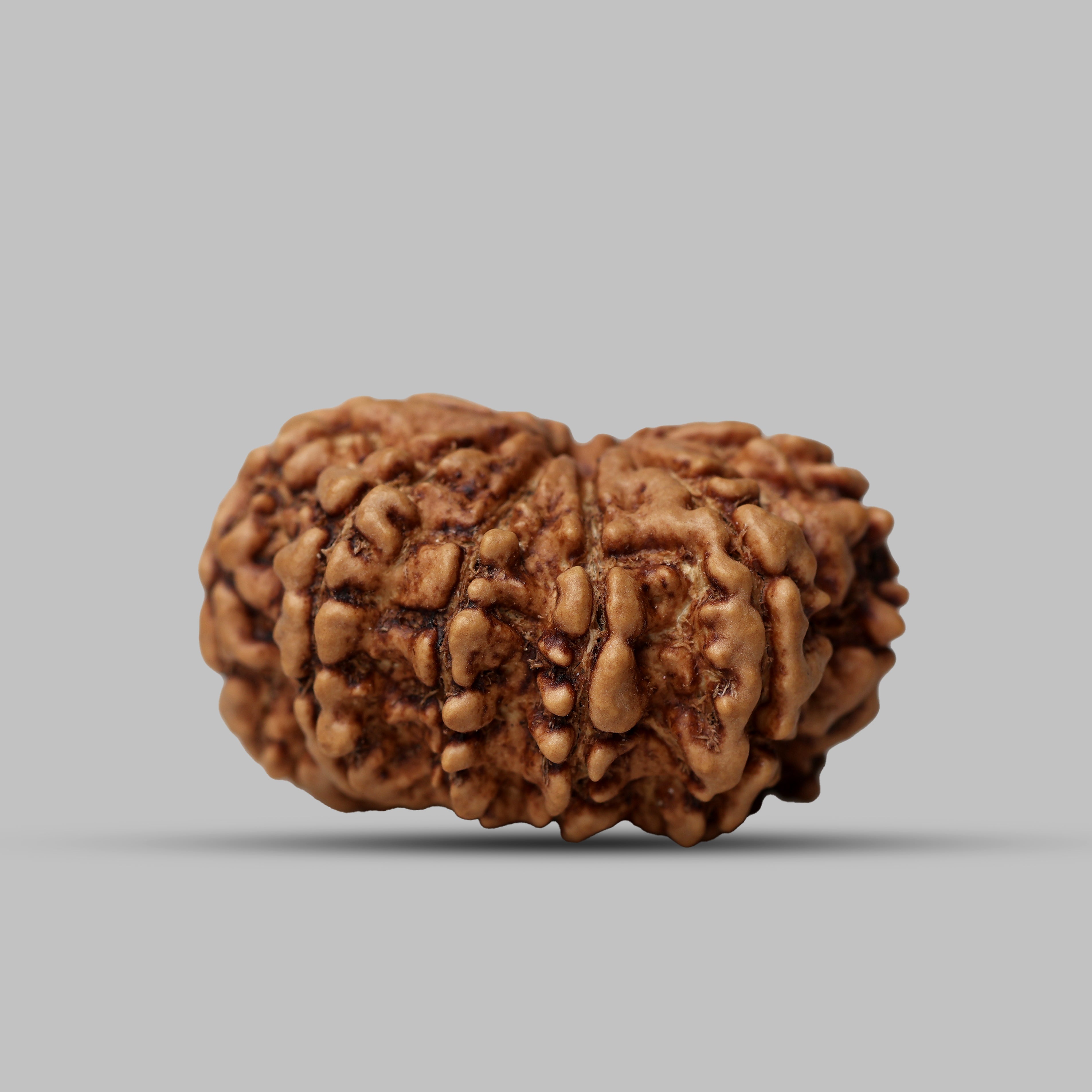 9 Mukhi Rudraksha